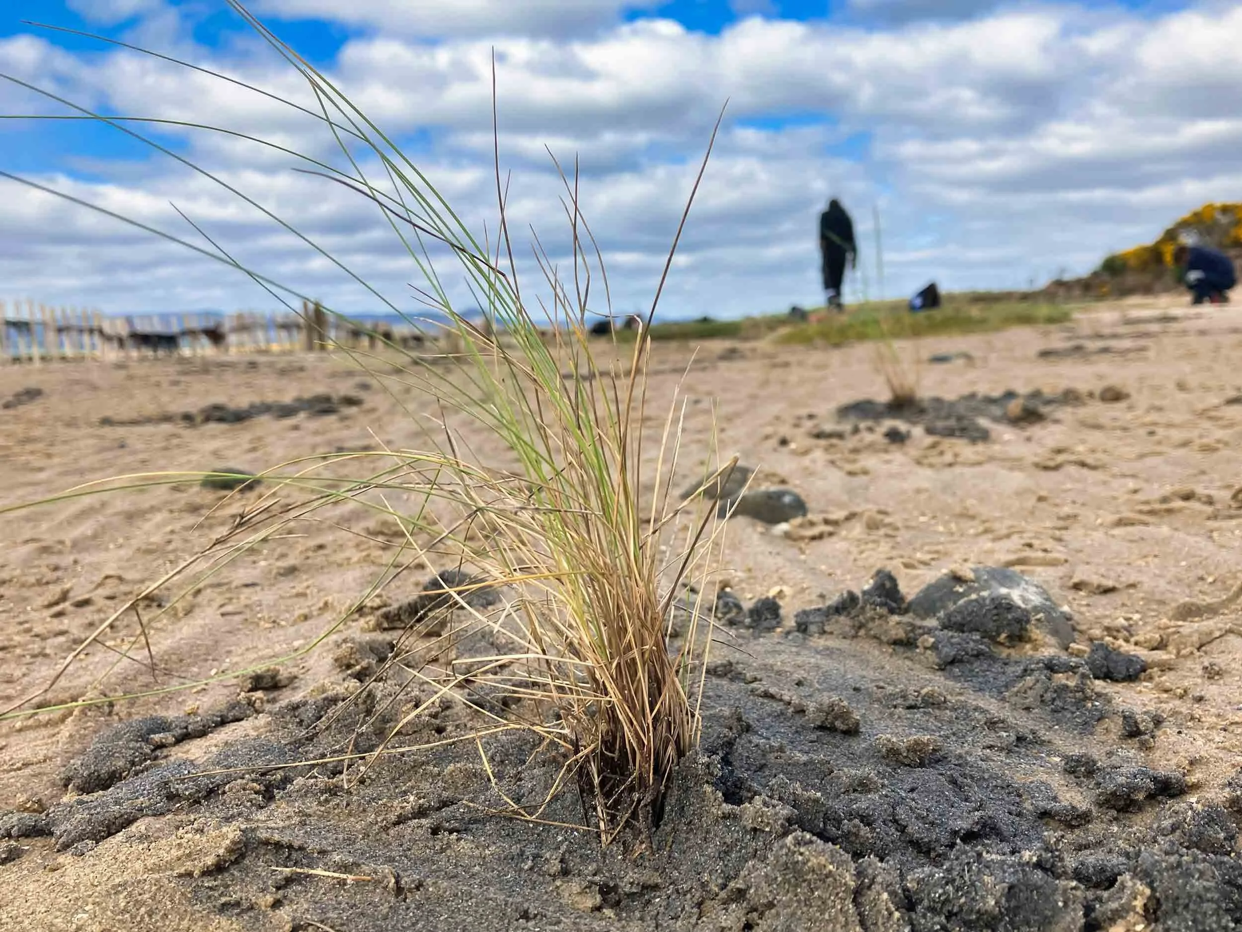 grass-planted-along-a-shorline-to-aid-coastal-restoration.jpg