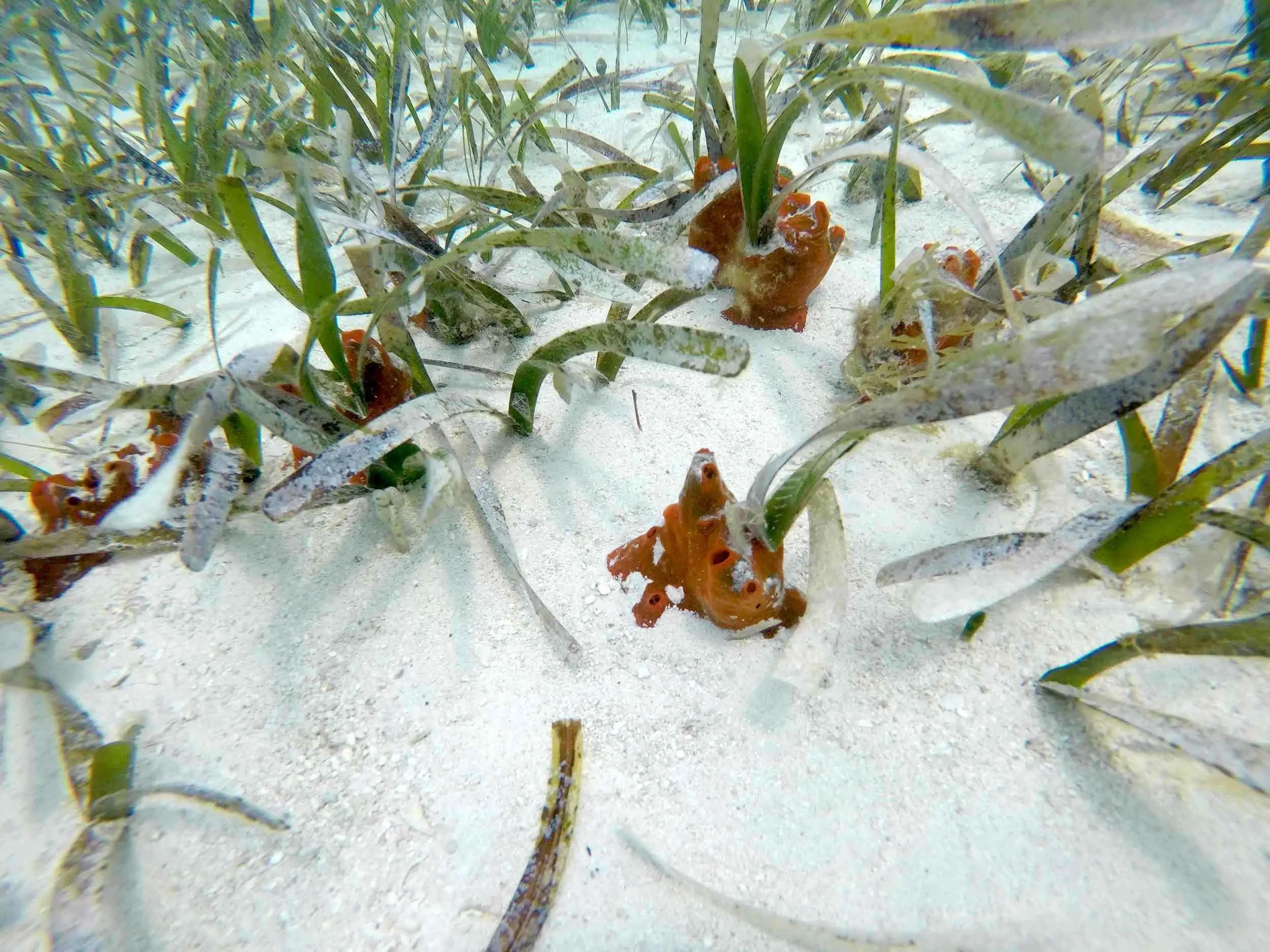 Fire sponge detail.jpg