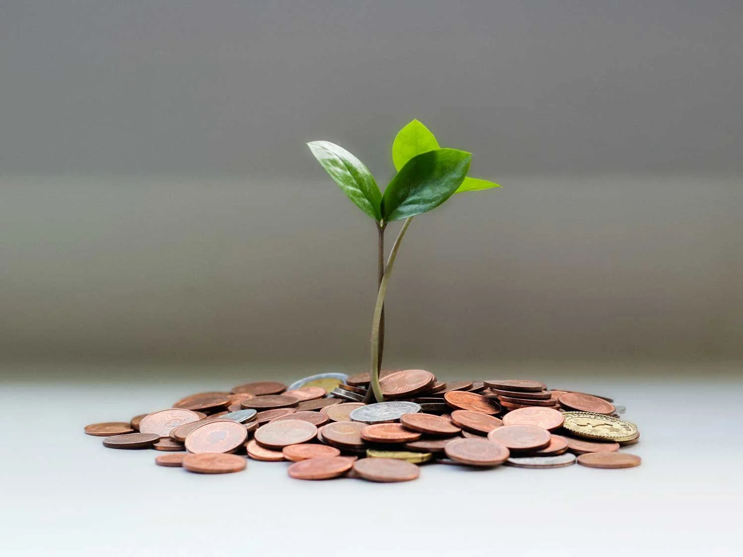 A small green plant sprouting from a pile of mixed coins.
