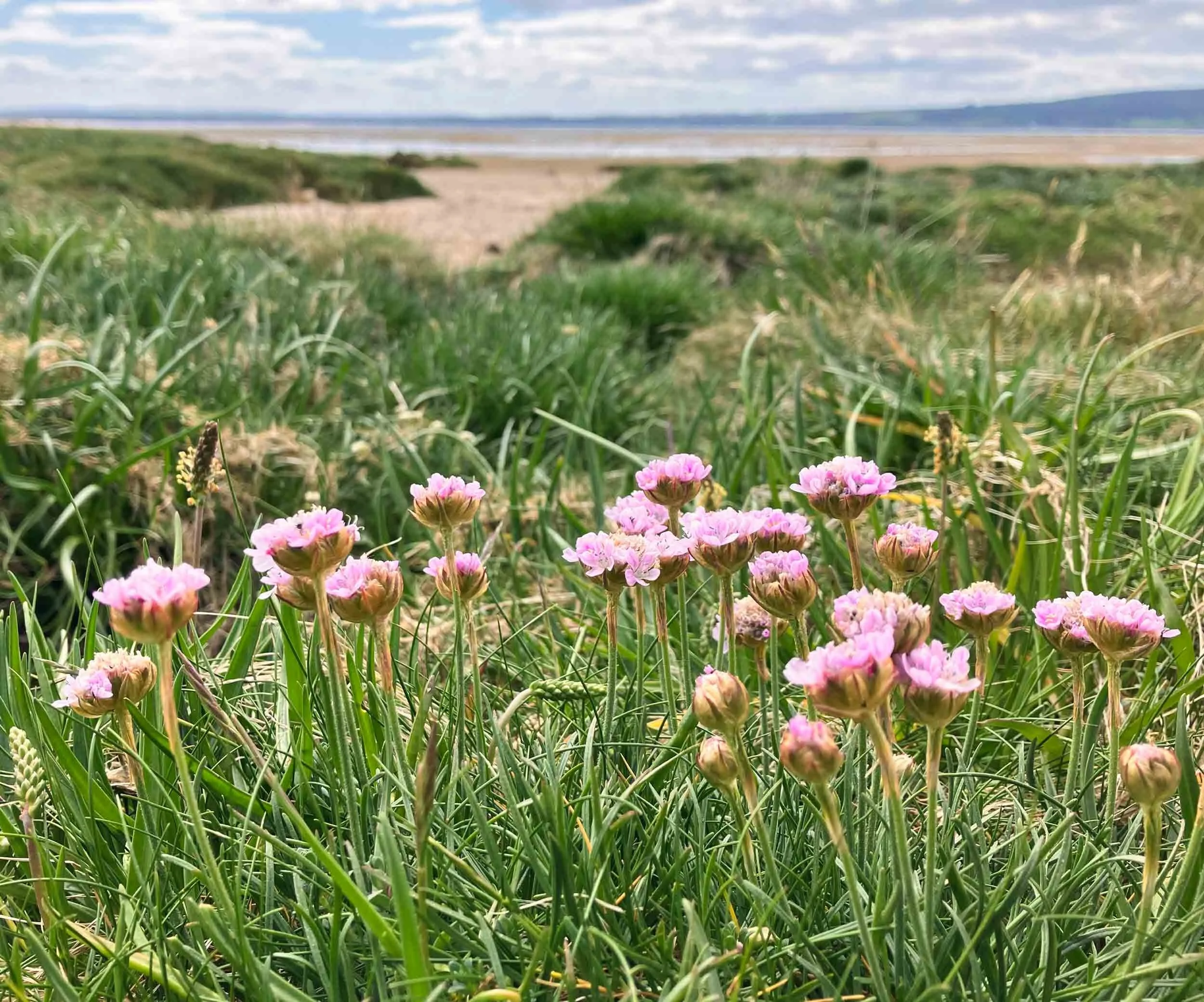 Close-up-of-pink-Seathrift-flowers-growning-in-a-saltmarsh.jpg