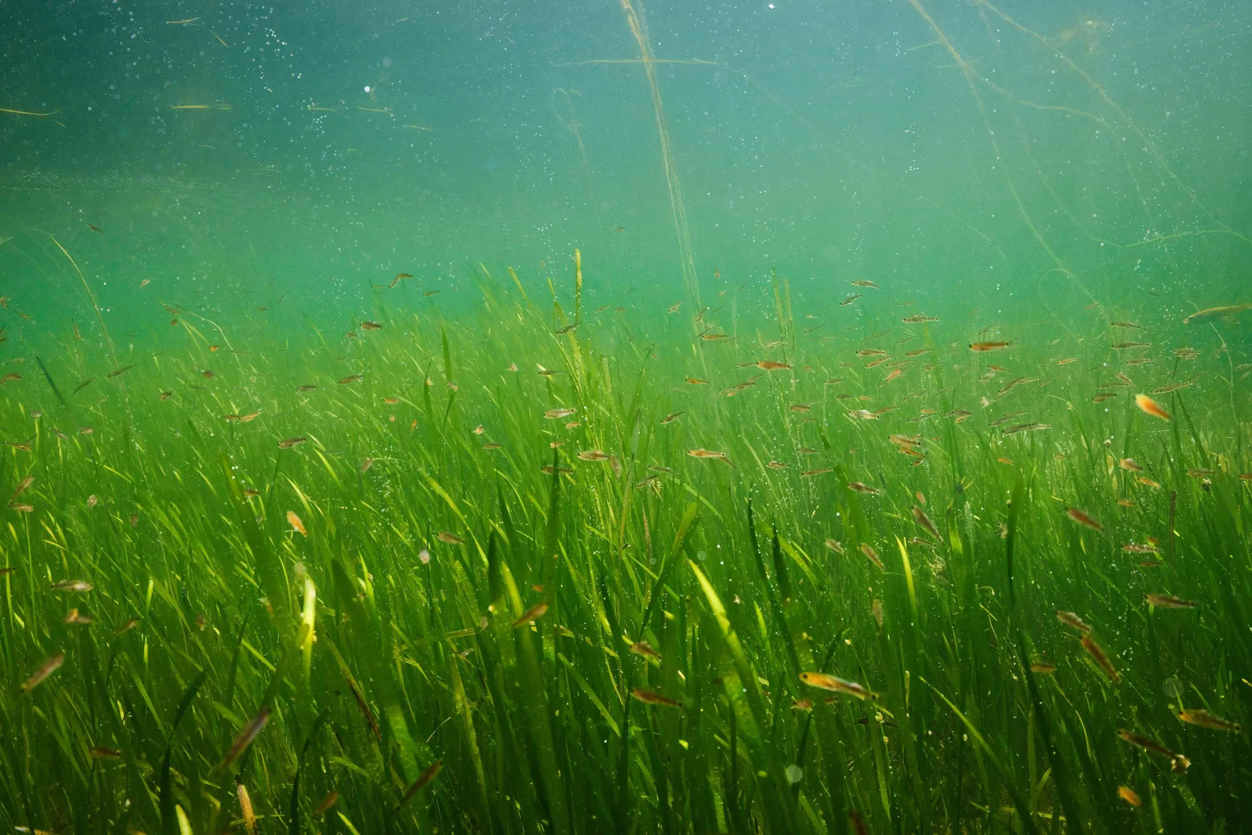 Seagrass meadow with many small fish swimming amongst it.