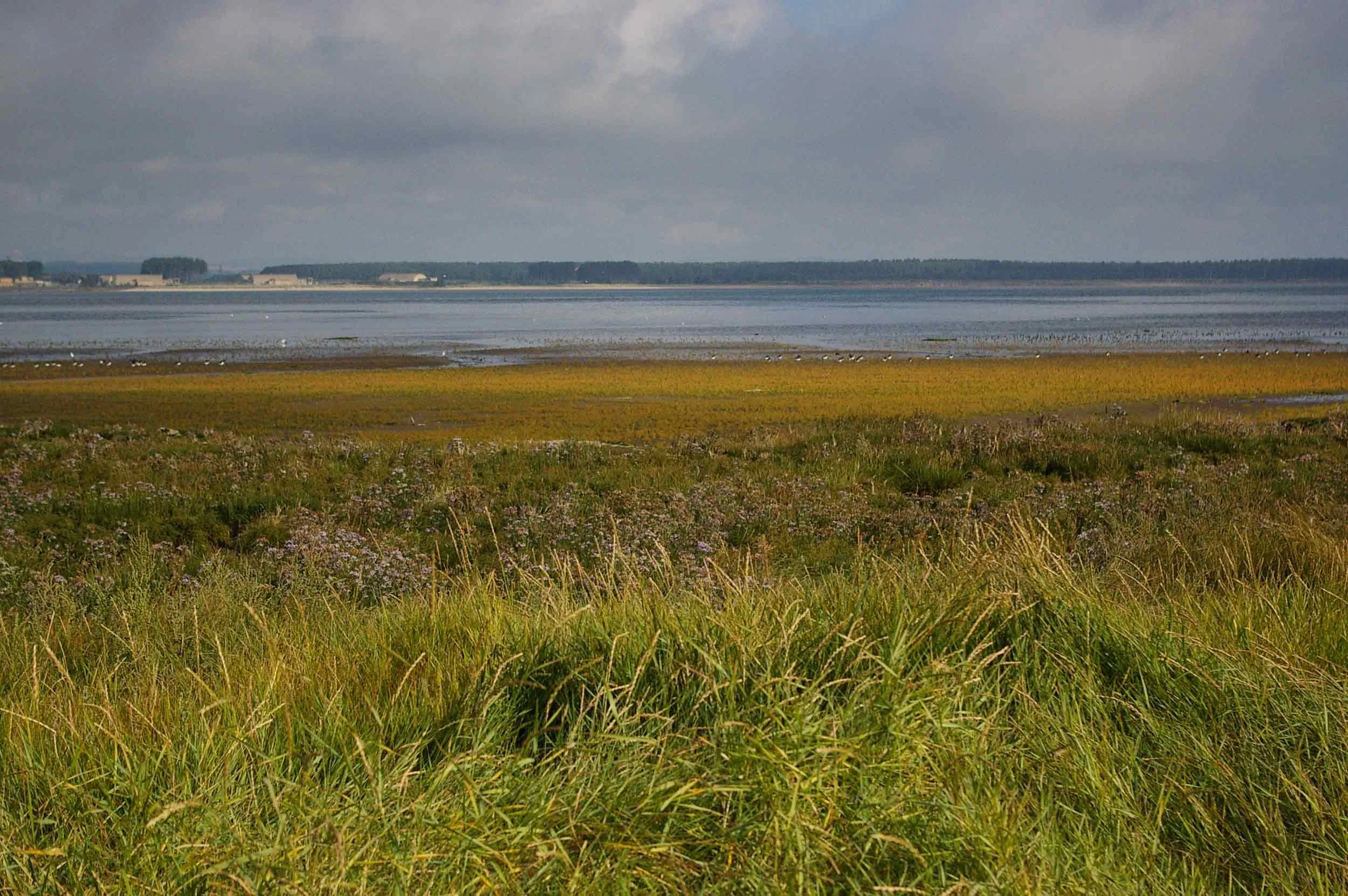 Saltmarsh leading to a body of water in the background and a cloudy sky.