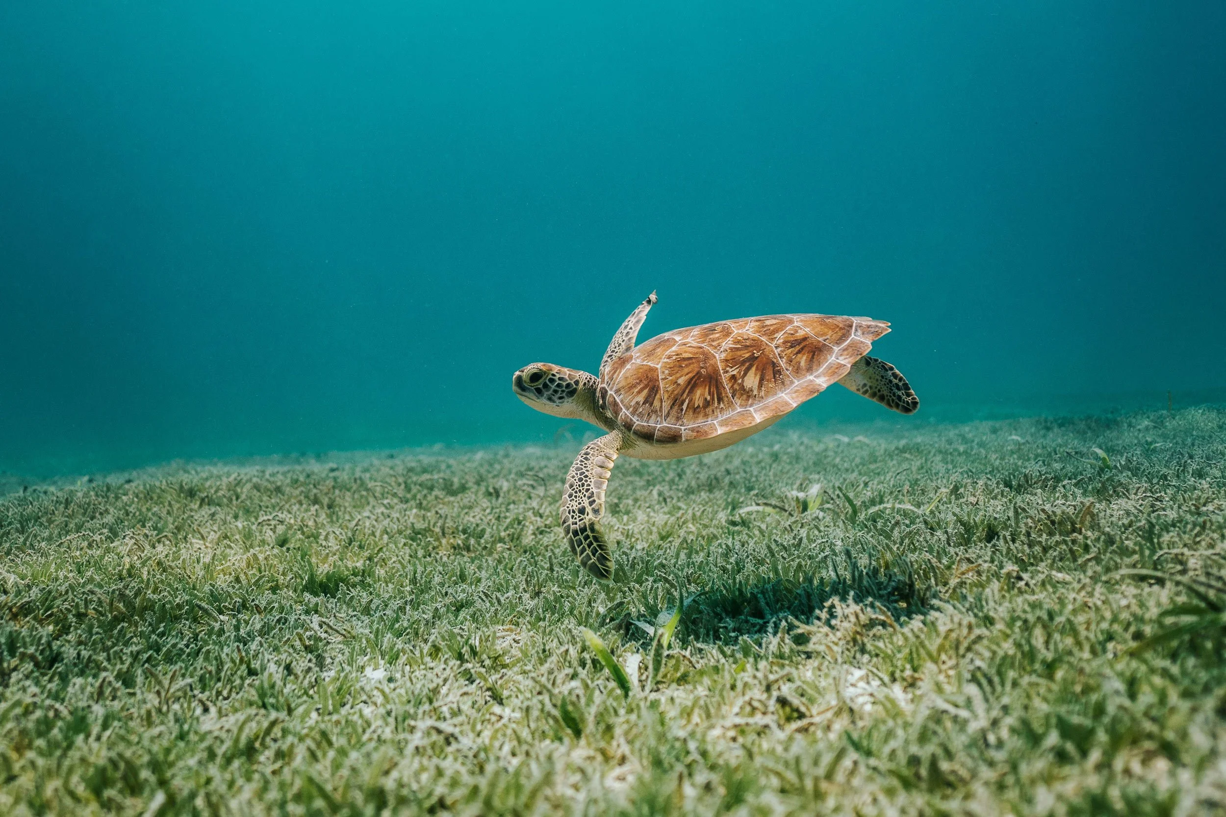 A sea turtle swimming above a seagrass meadow.
