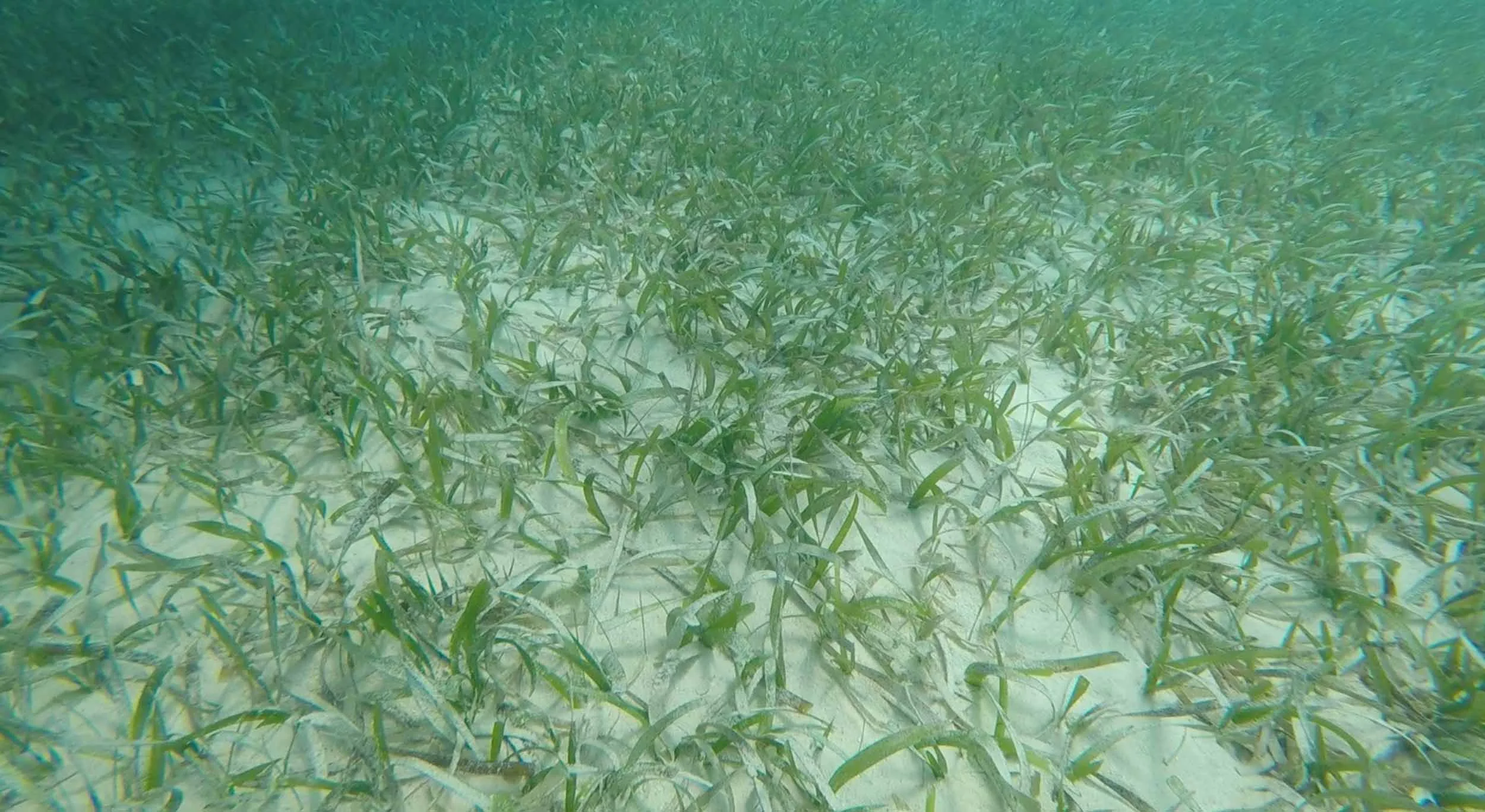 Seagrass meadow.jpg