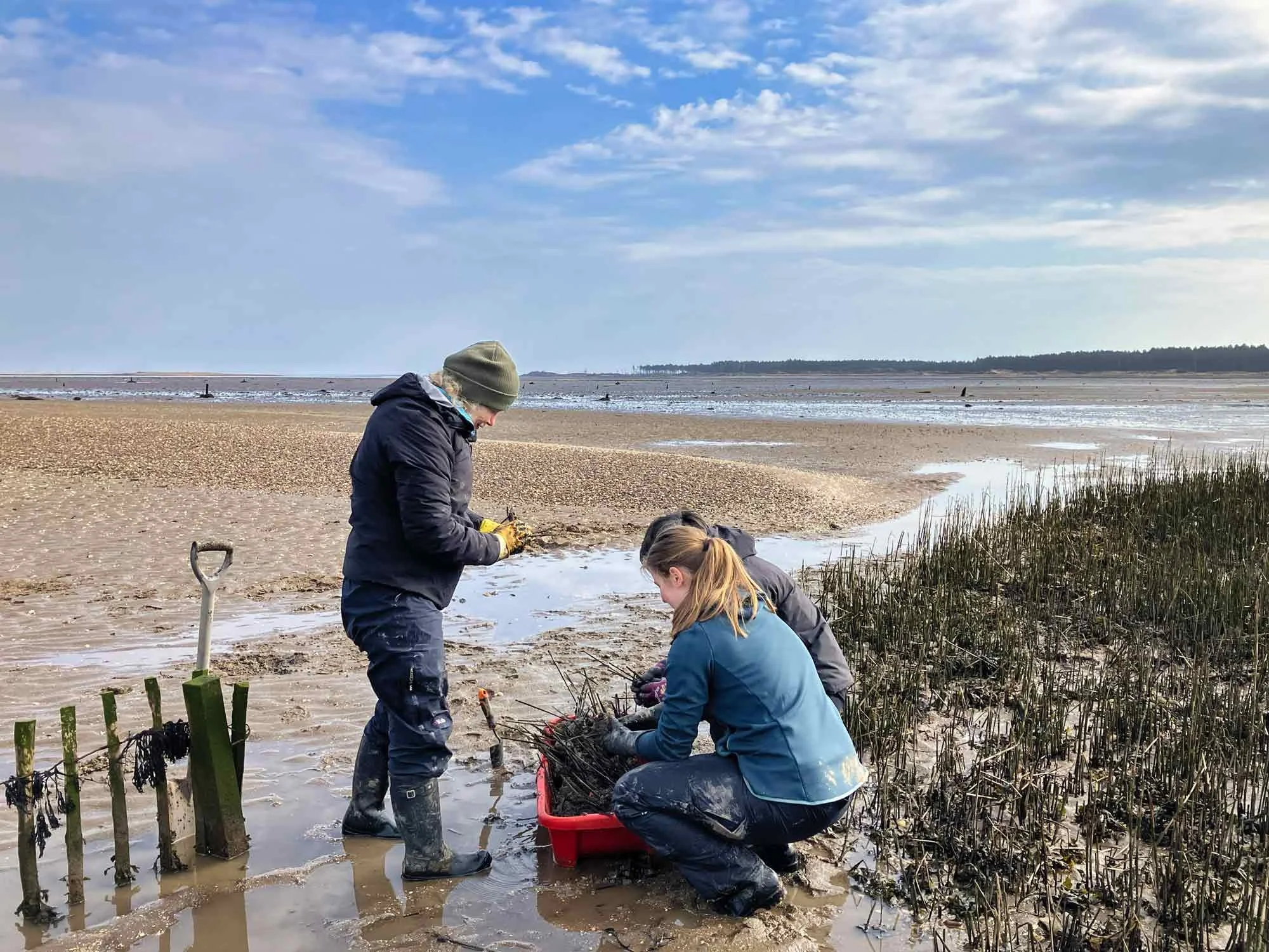 Volunteers-restoring-a-salt-marsh-at-Tayport.jpg
