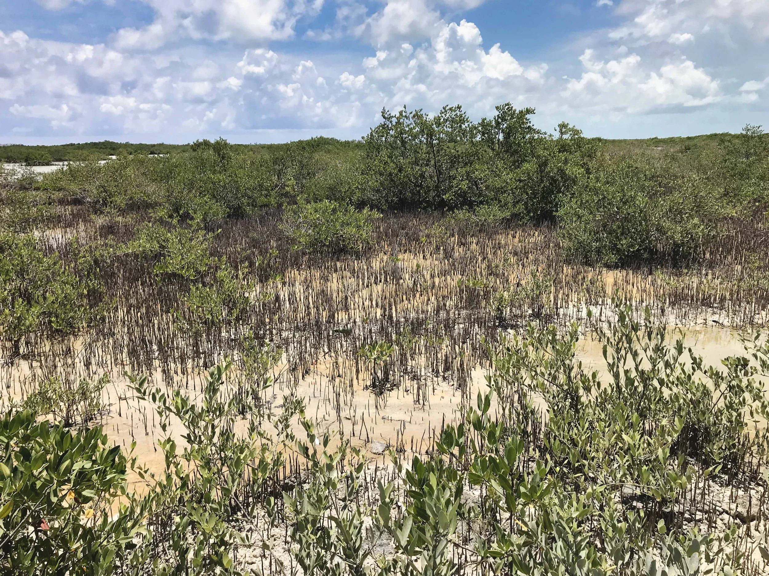 Mangrove saplins 2.jpg