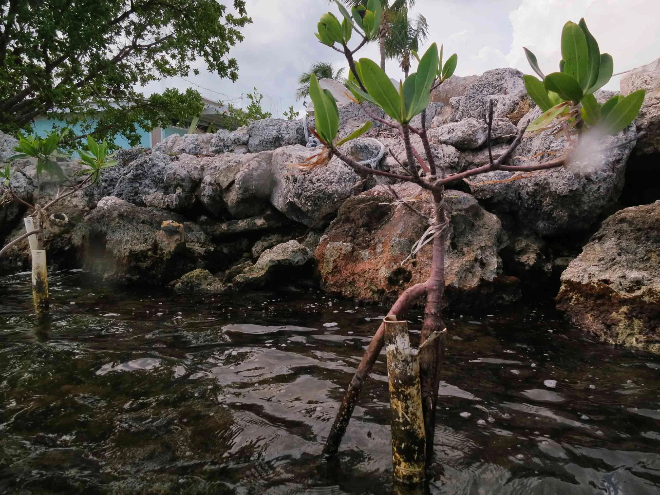 Red mangrove in tubes.jpg