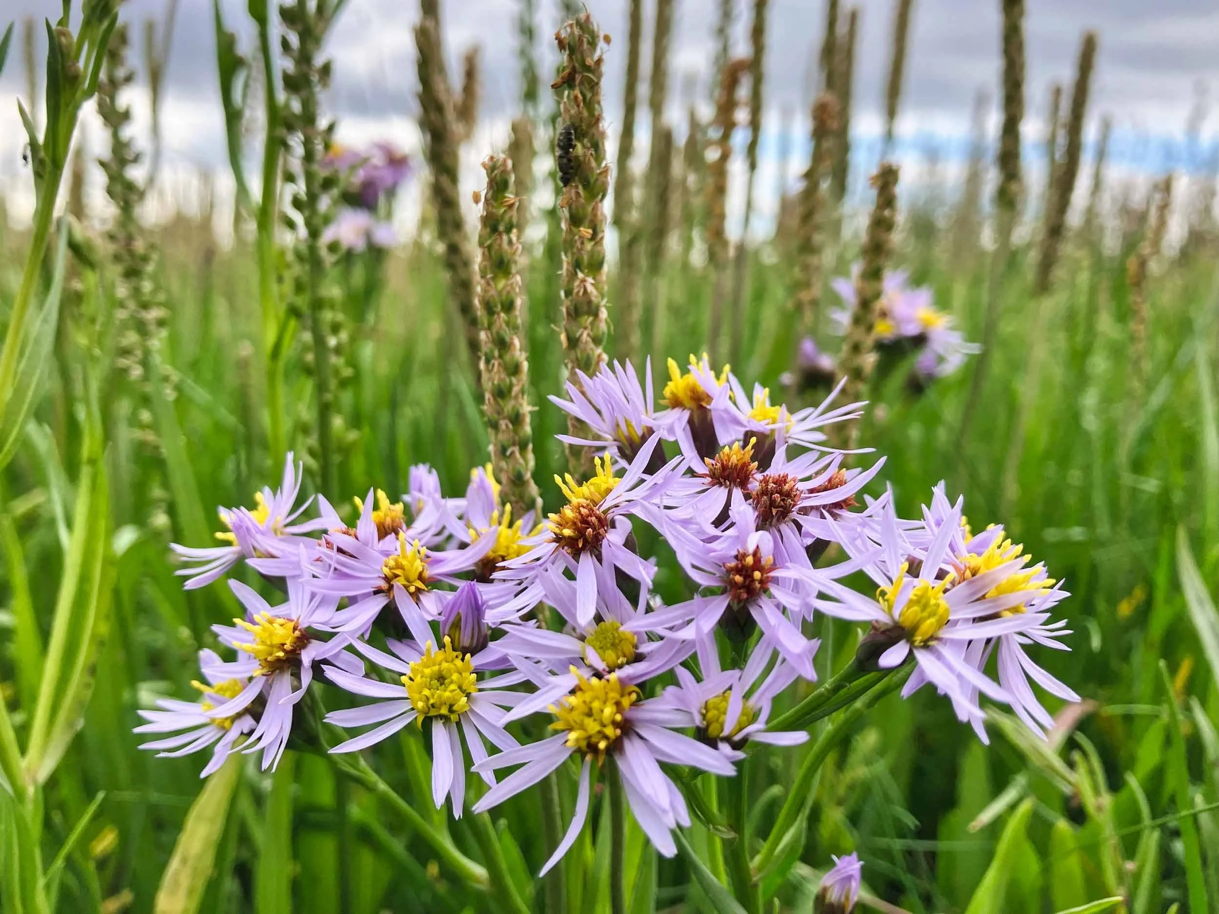 Close-up-of-purple-wild-flowers-against-tall-grasses.jpg