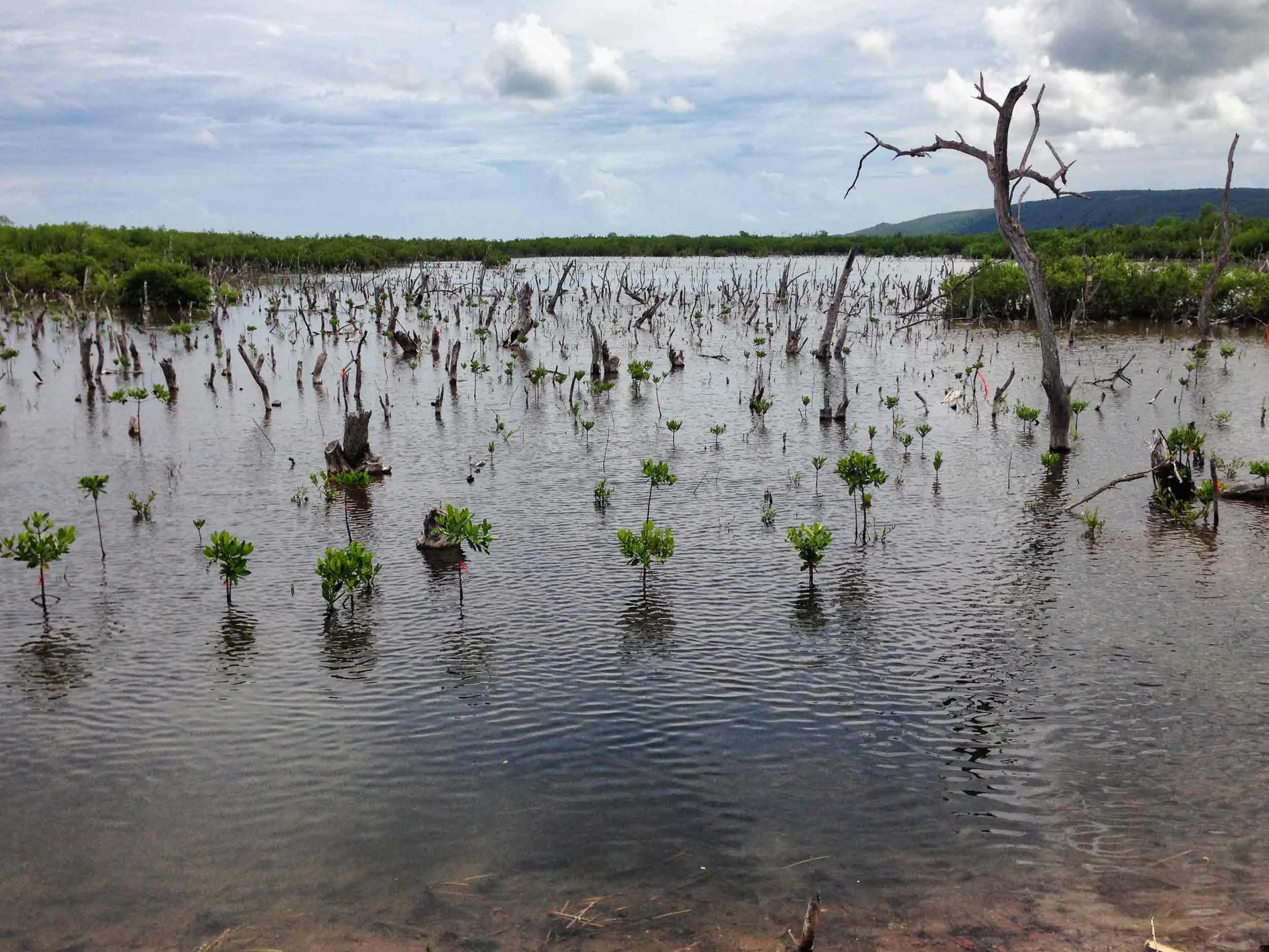 Mangrove saplins.jpg