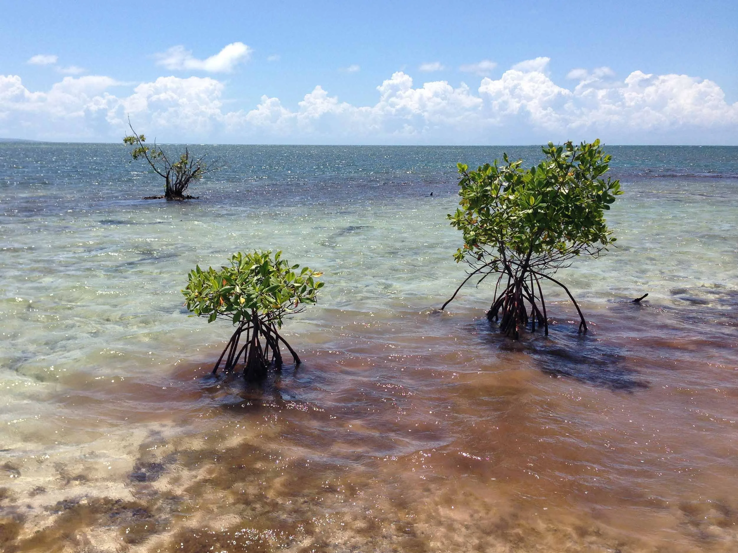 Mangroves growing out of the sea at low tide.jpg