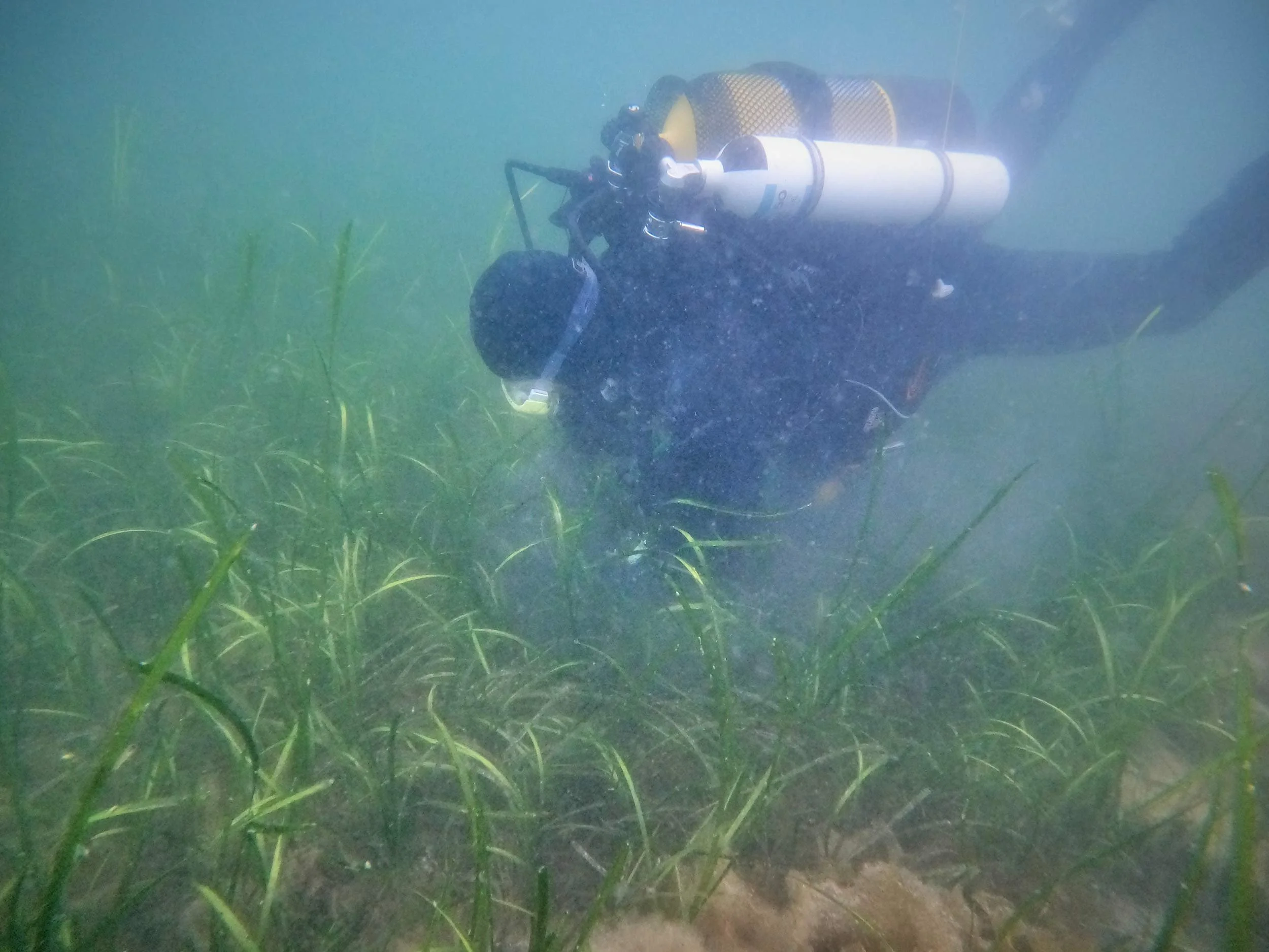 Divers harvesting seagrass plants for seagrass rhizome restoration.jpg