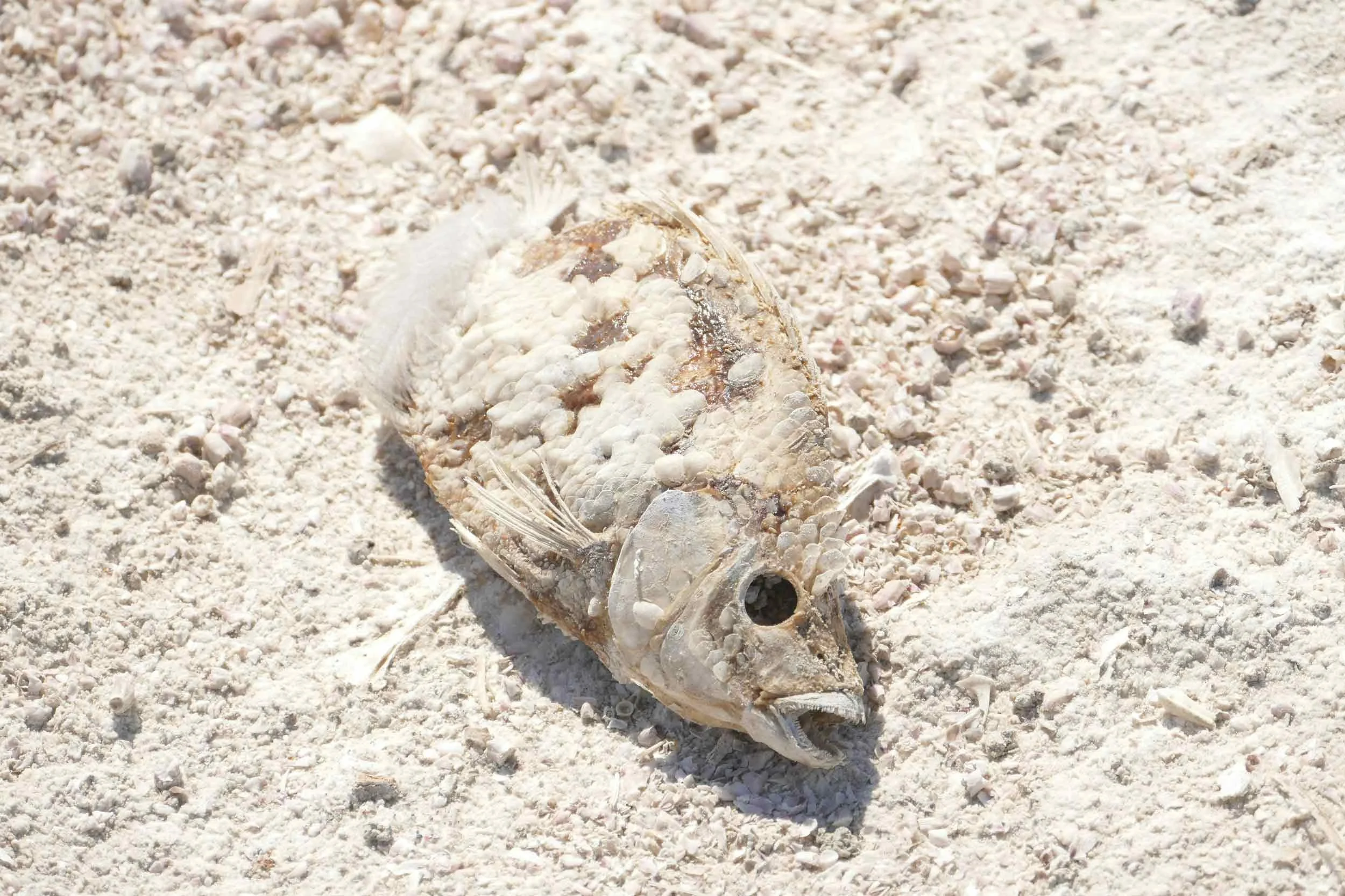 A dead fish covered in white barnacles and shells lying on white sand.