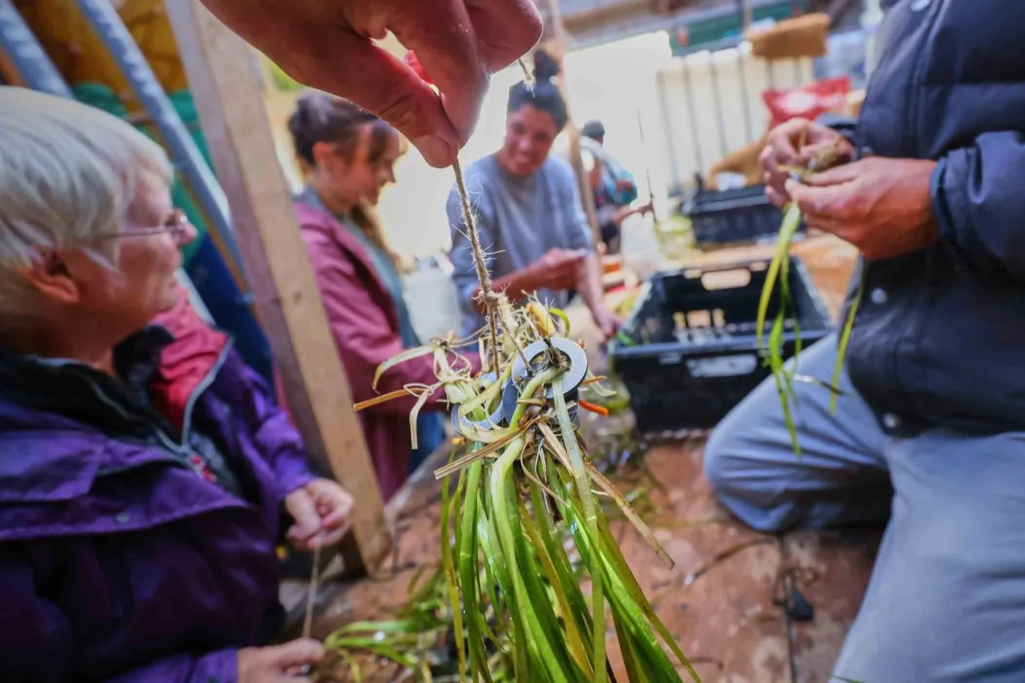 Person holding seagrass ready for planting