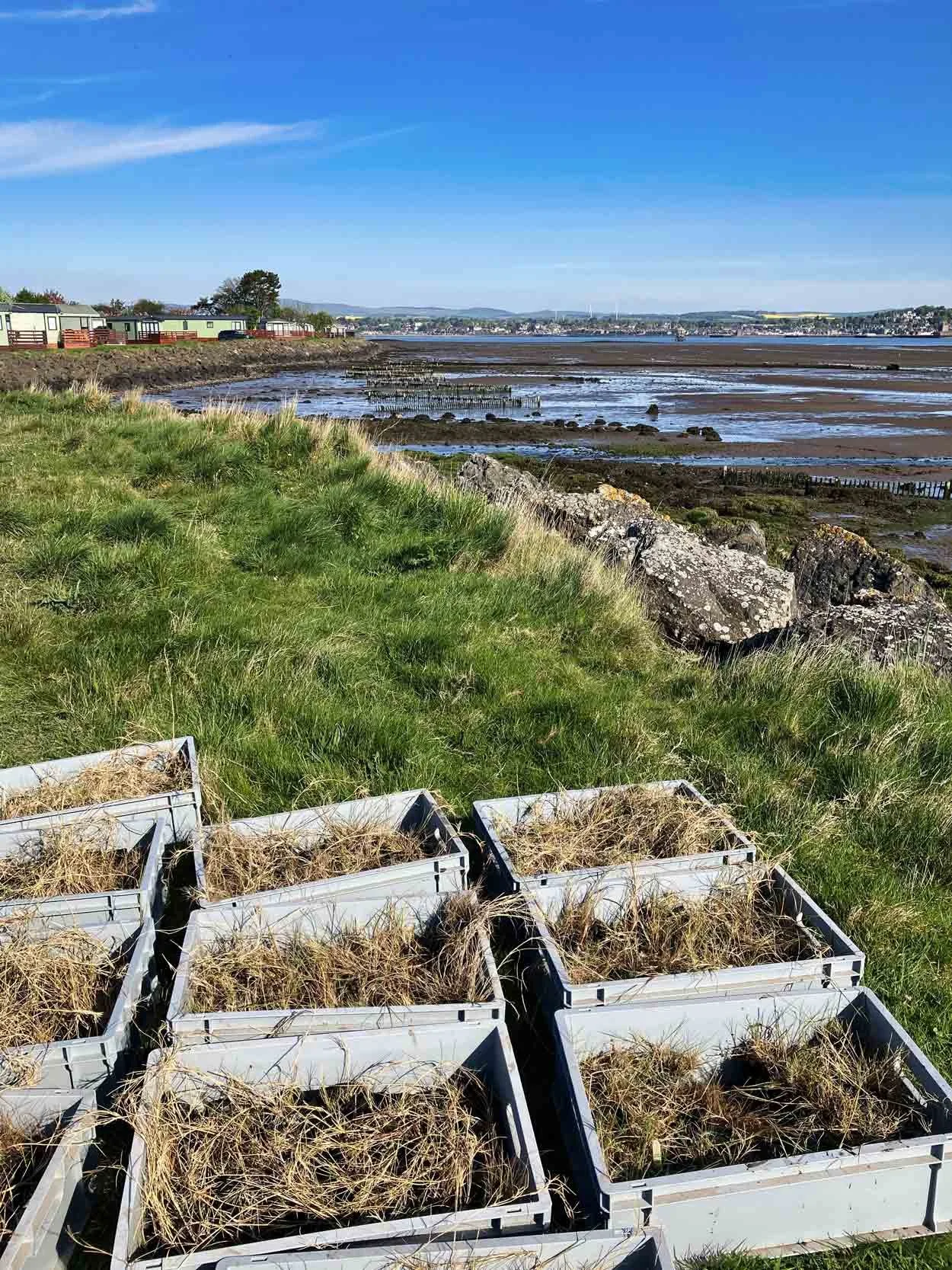 Grasses-in-hoppers-ready-for-planing-along-the-shore-at-Tayport.jpg