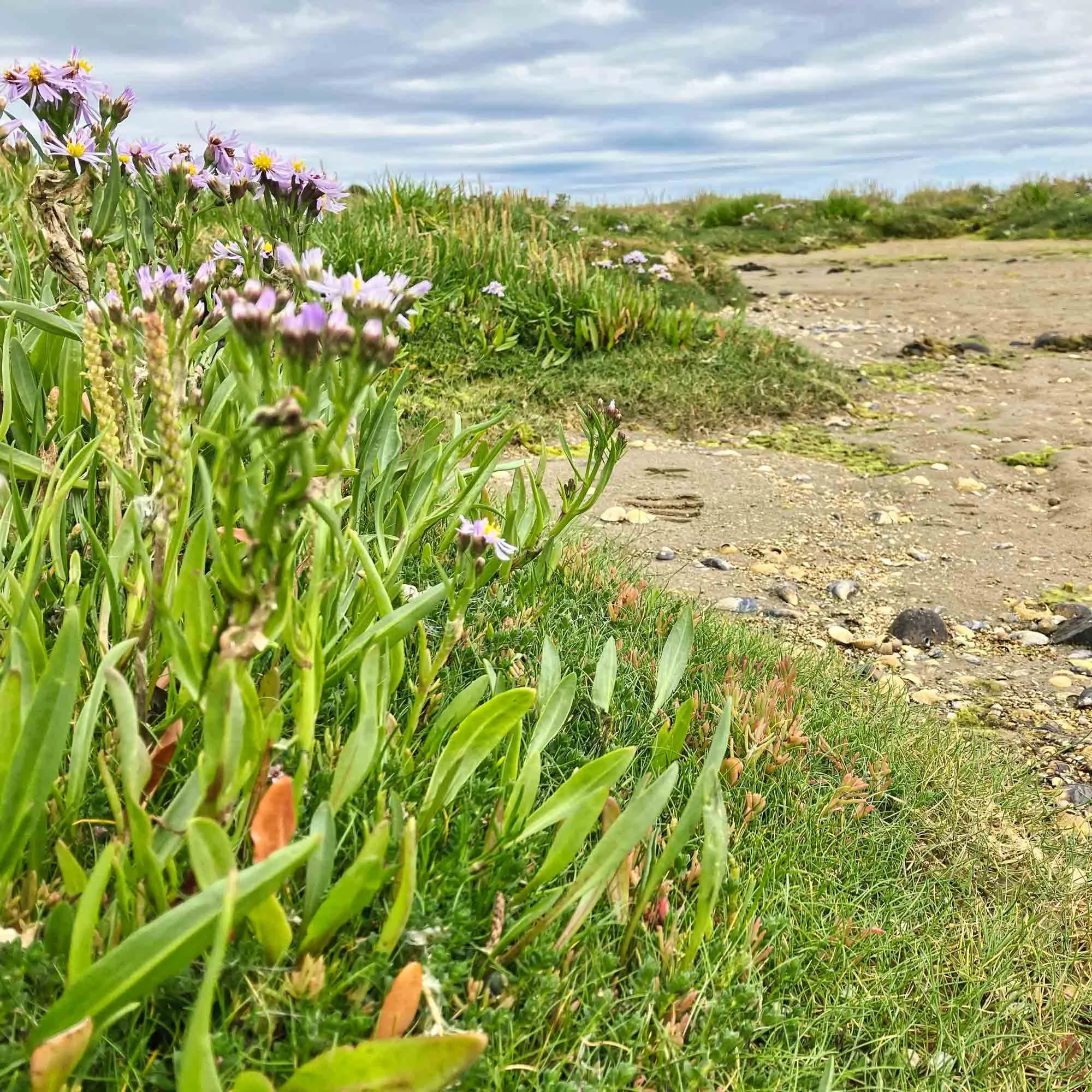 Recovery-of-the-edge-of-a-saltmarsh.jpg