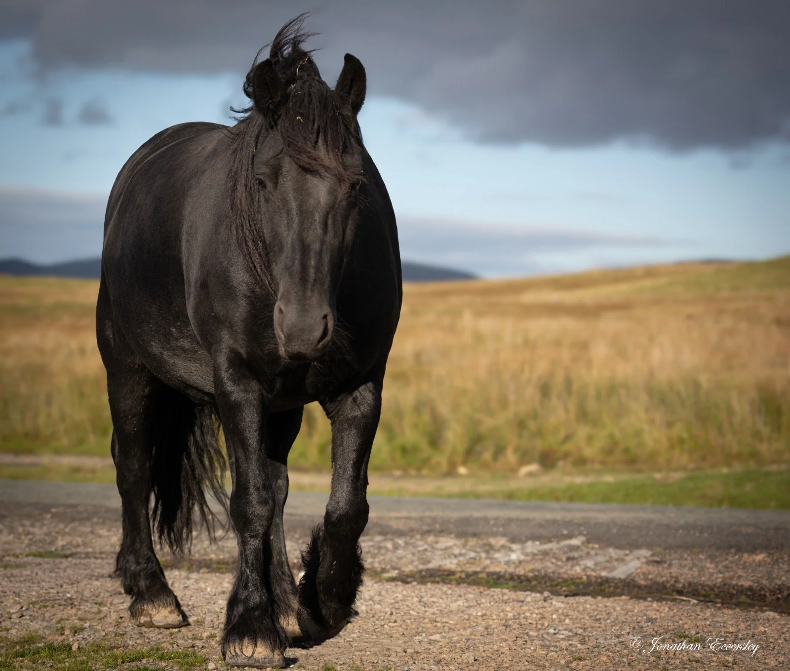 EnnerdaleHorse.jpeg
