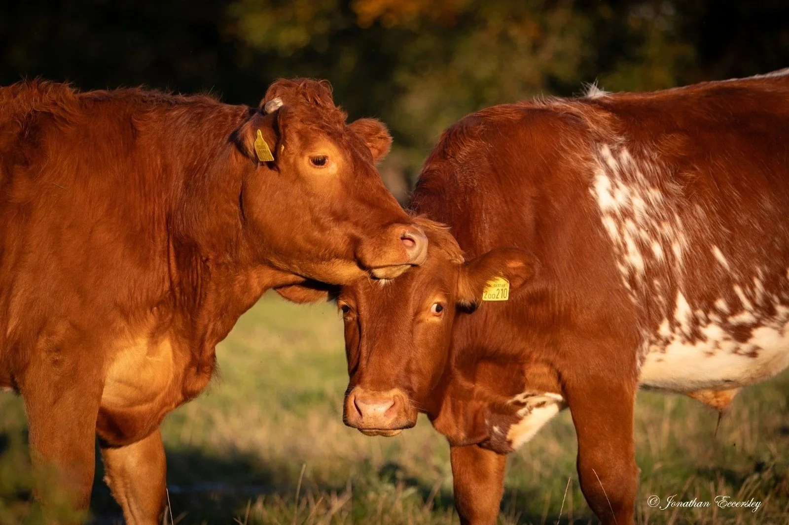 Red Poll at Rickerby, 30x20cm, Framed