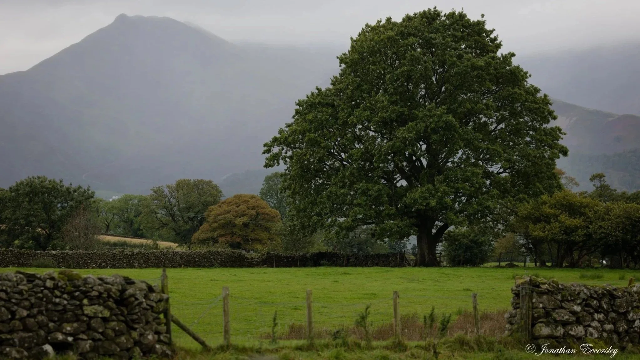 A landscape featuring a large central tree with green leaves, surrounding smaller trees, a stone wall in the foreground, a grassy field, and mountains shrouded in mist in the background.