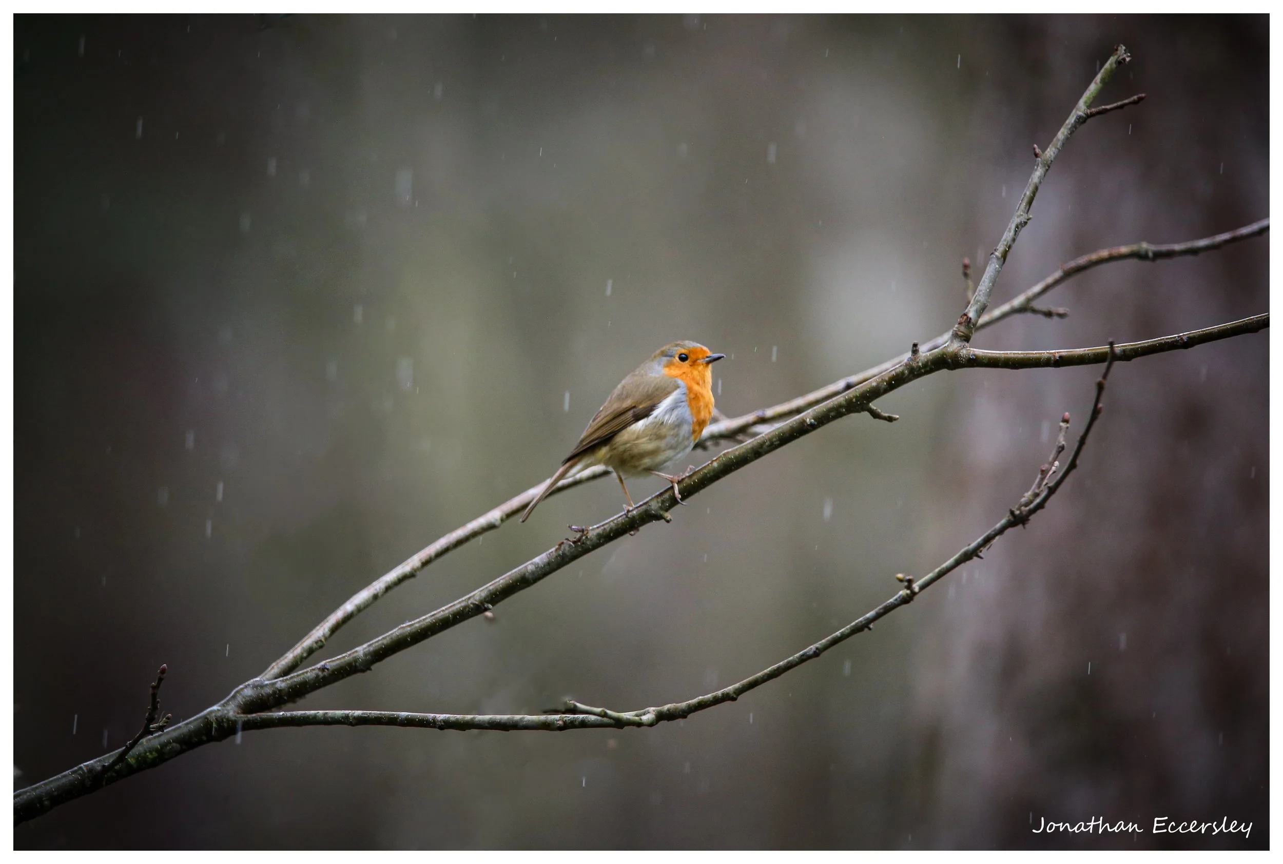 A small bird with an orange face and chest perched on a wet, leafless branch during a rainstorm.