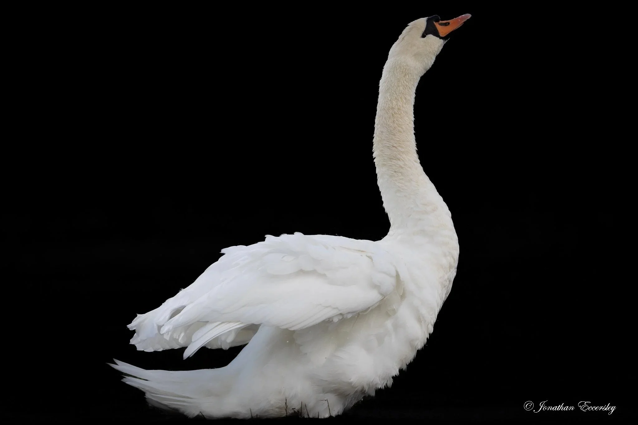Rickerby Park Swan, 30x20cm, Framed