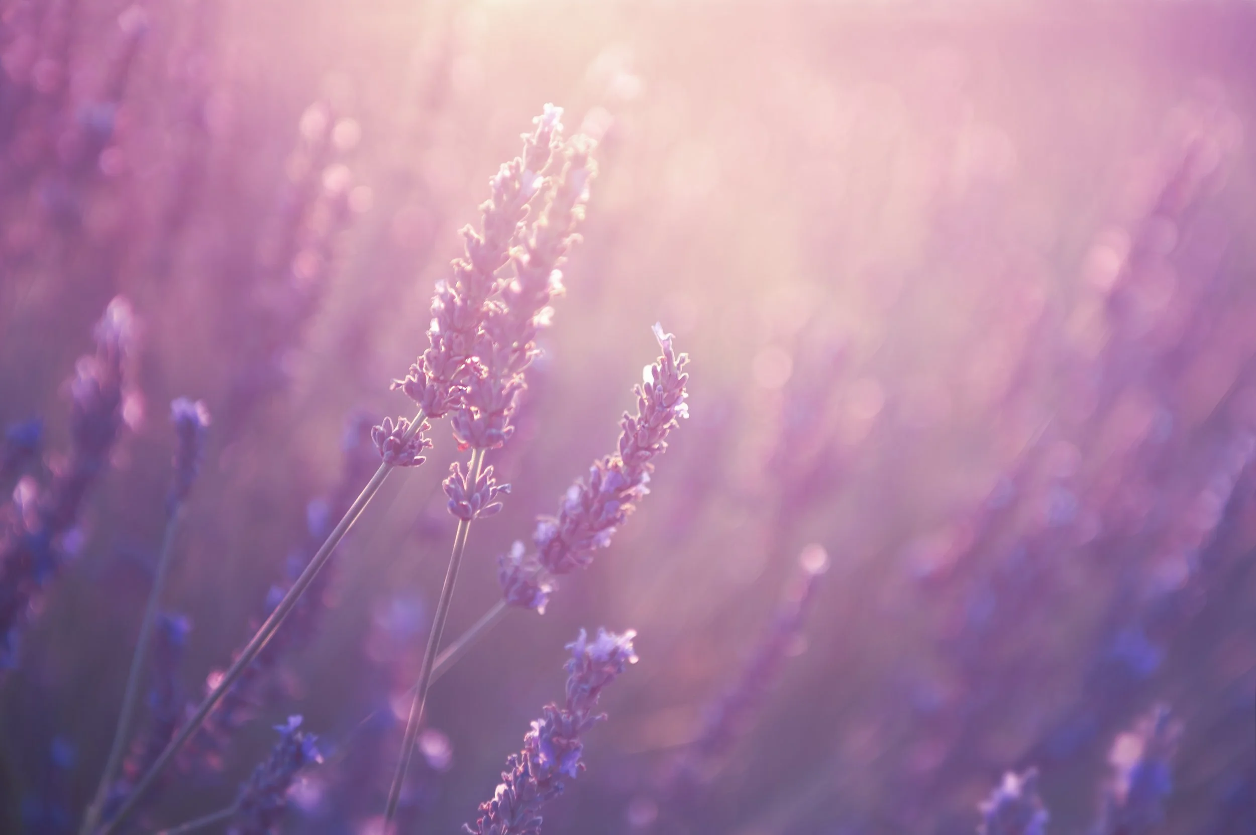 Close-up of lavender flowers with sunlight creating a soft, pink and purple bokeh background.