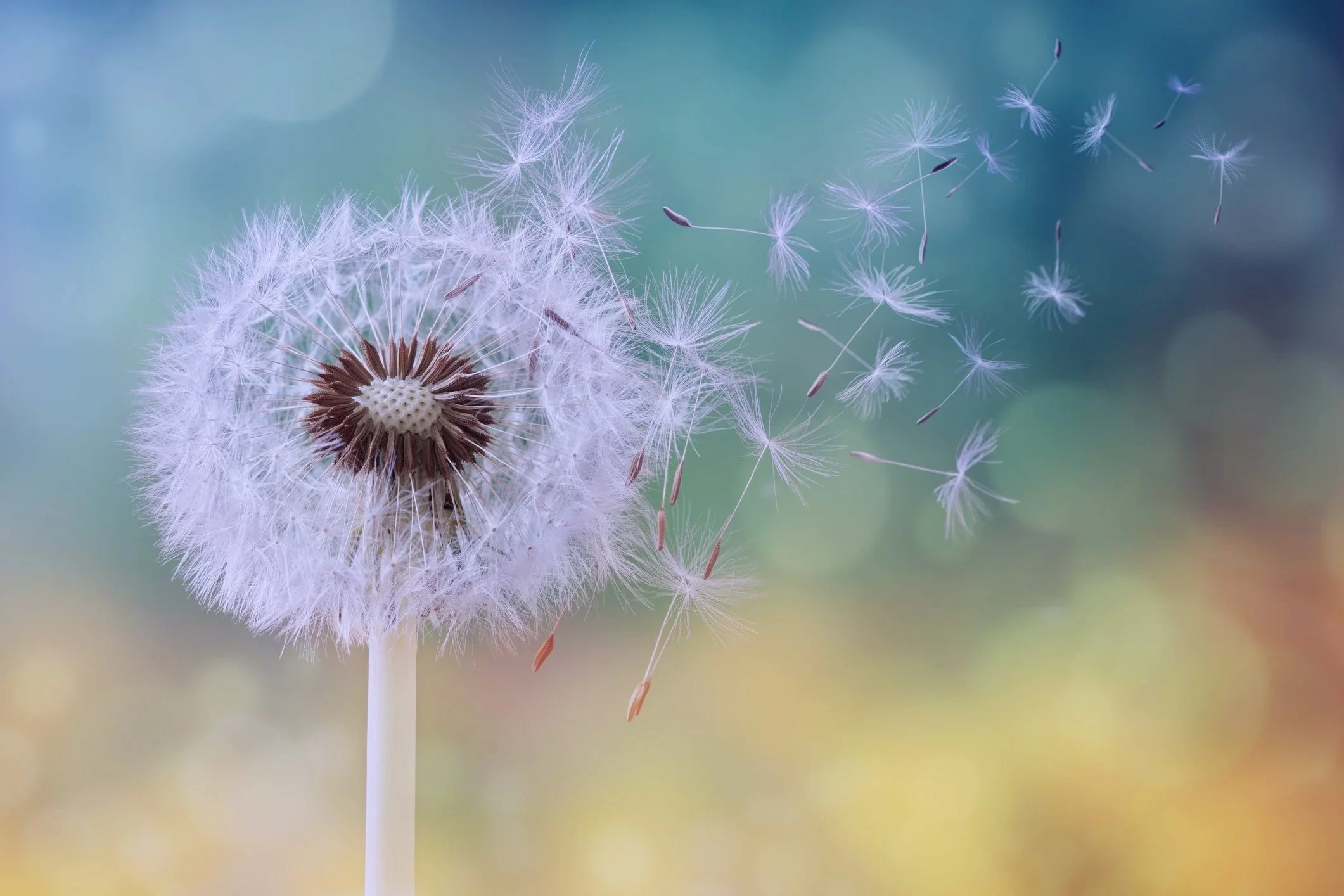 Close-up of a dandelion seed head with some seeds dispersing into the air, against a blurred colorful background.