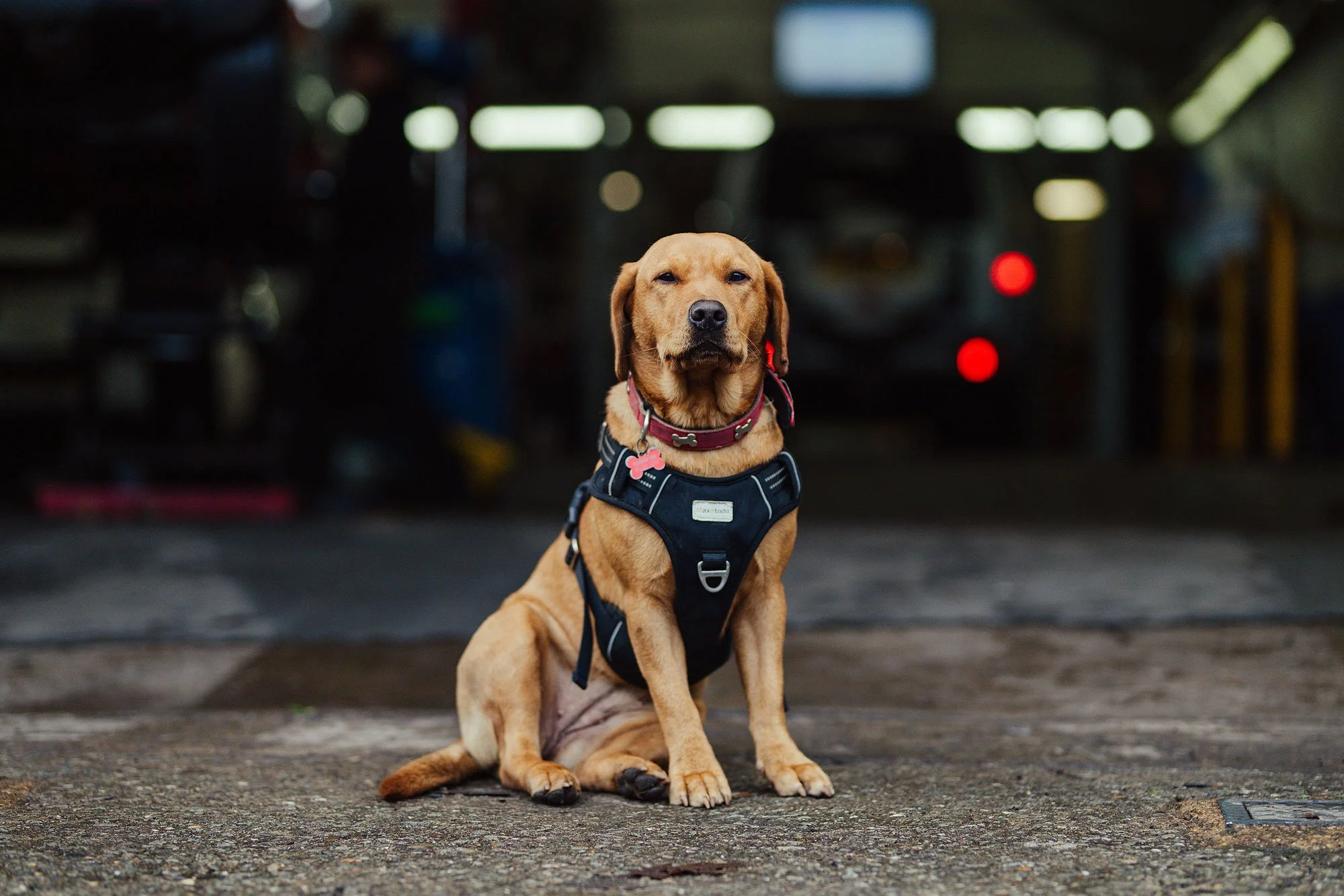 A yellow Labrador Retriever wearing a black harness with a pink tag, sitting on a concrete floor in a garage or industrial setting.