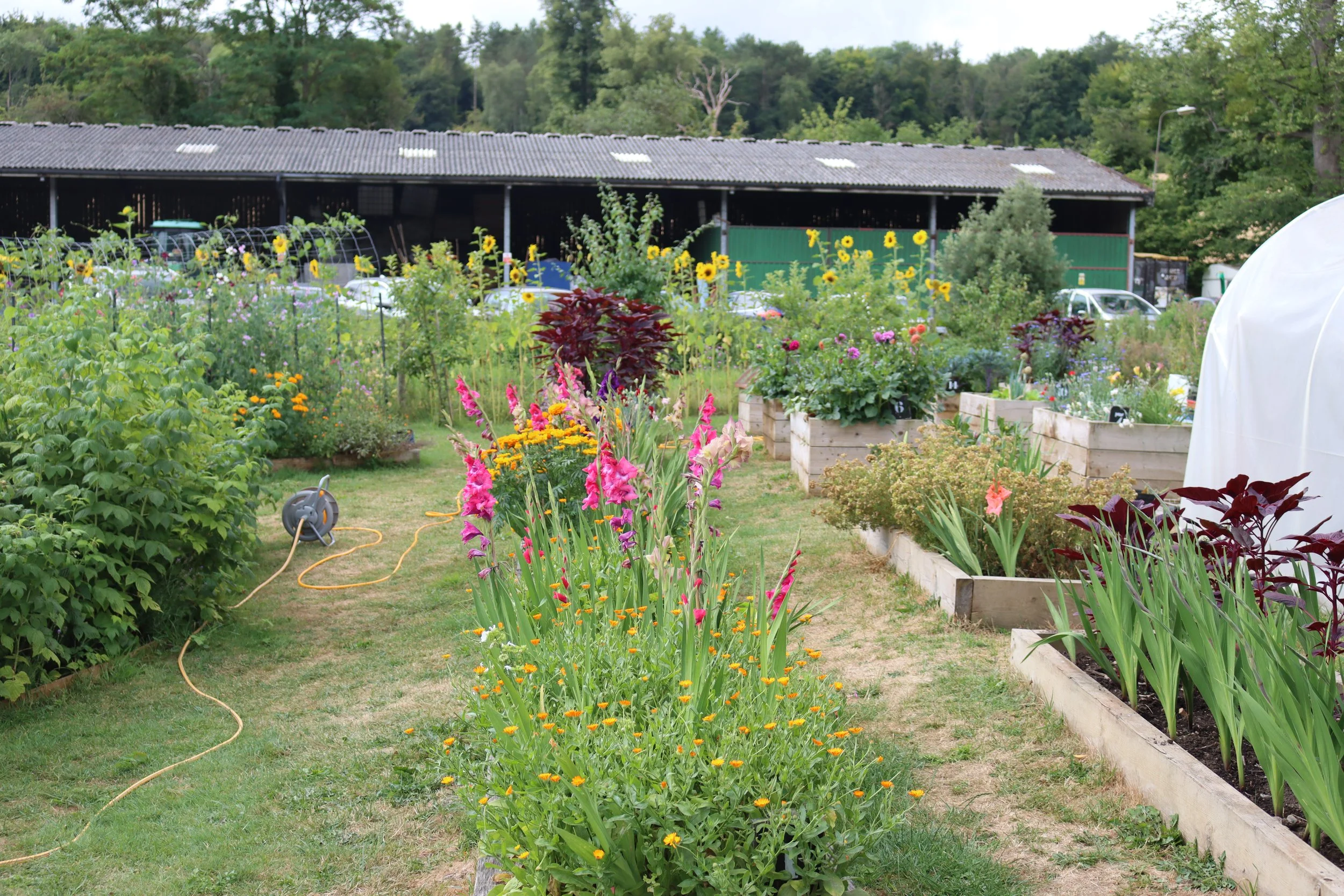 community garden.JPG