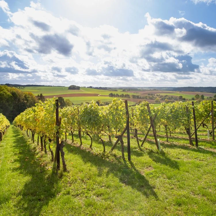 A vineyard with rows of grapevines under a partly cloudy sky in the countryside.