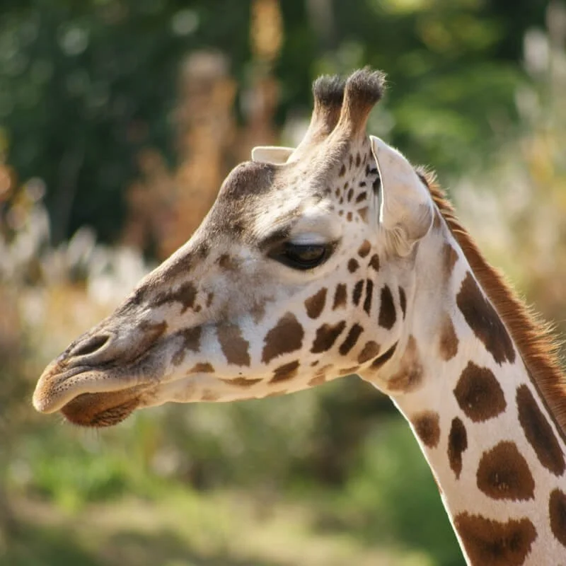 Close-up of a giraffe's head and neck outdoors with blurred trees in the background.