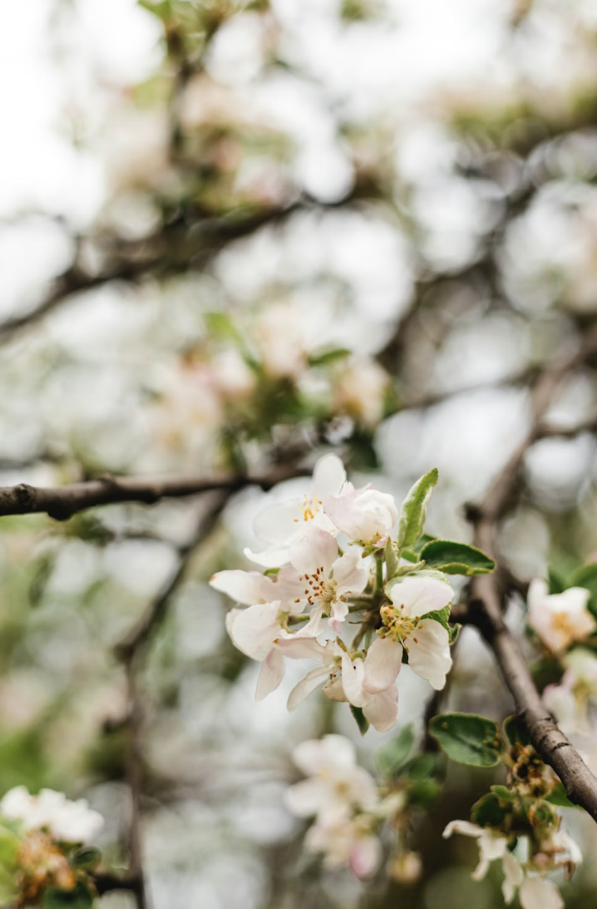 Close-up of pink and white apple blossoms on a tree branch.