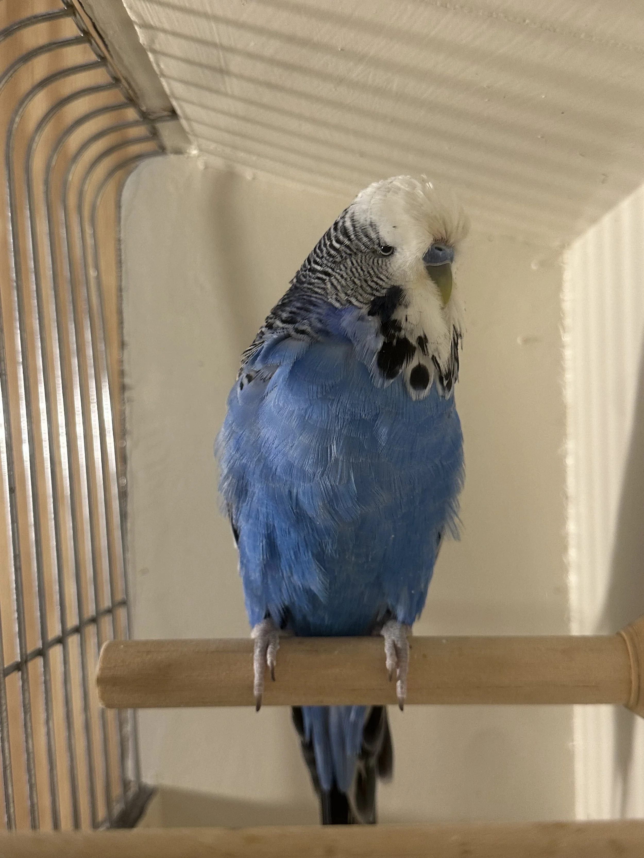 Budgie 3.jpeg