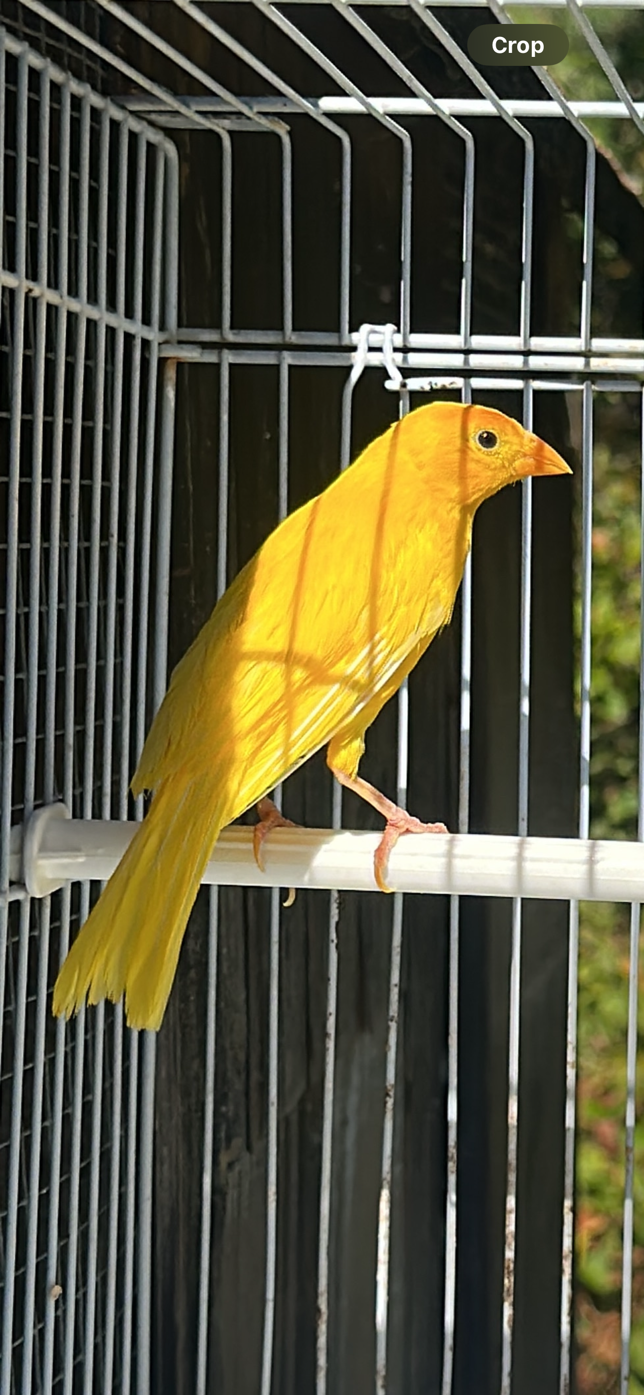 Saffron Finch