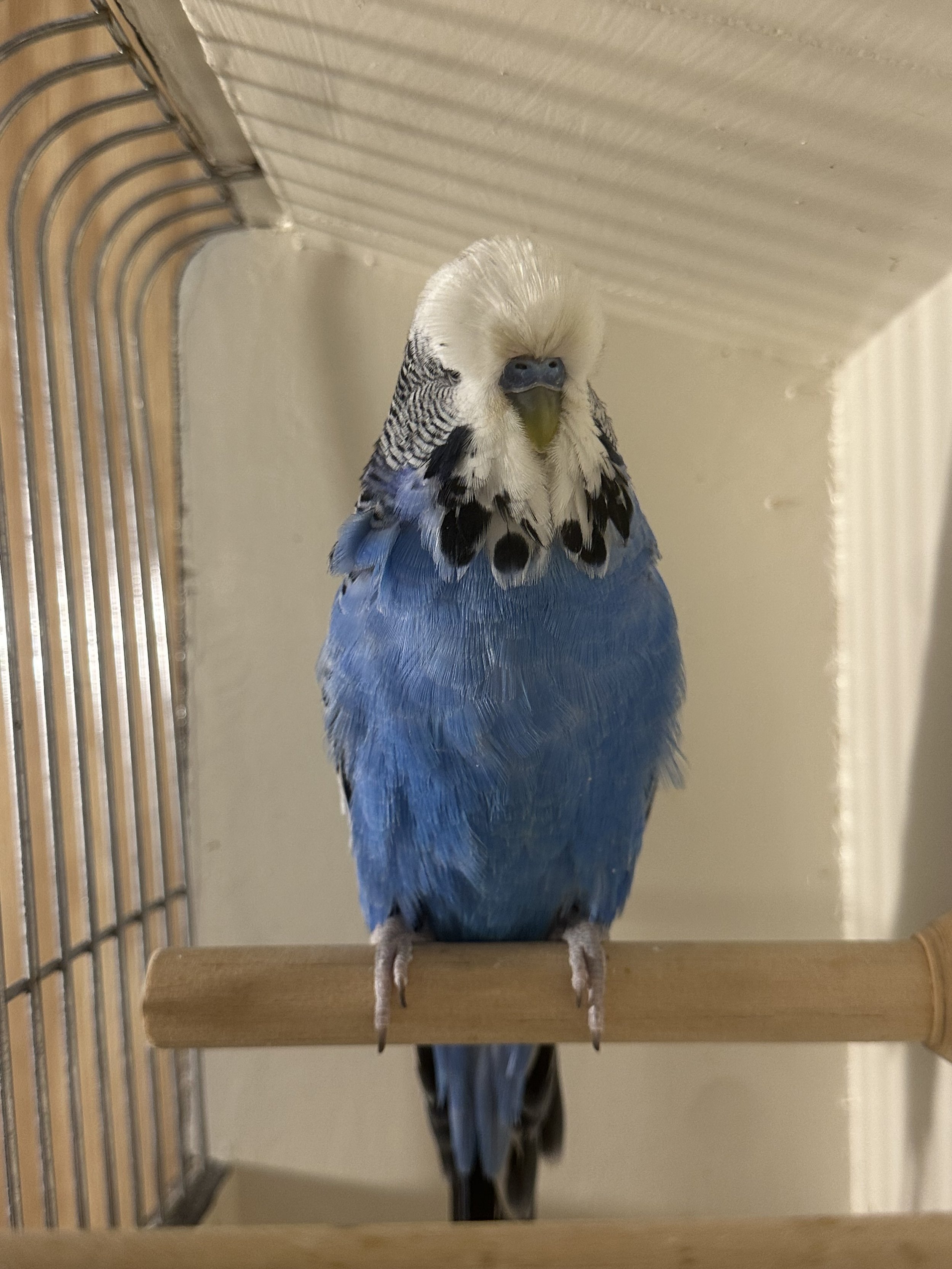 Budgie.jpeg
