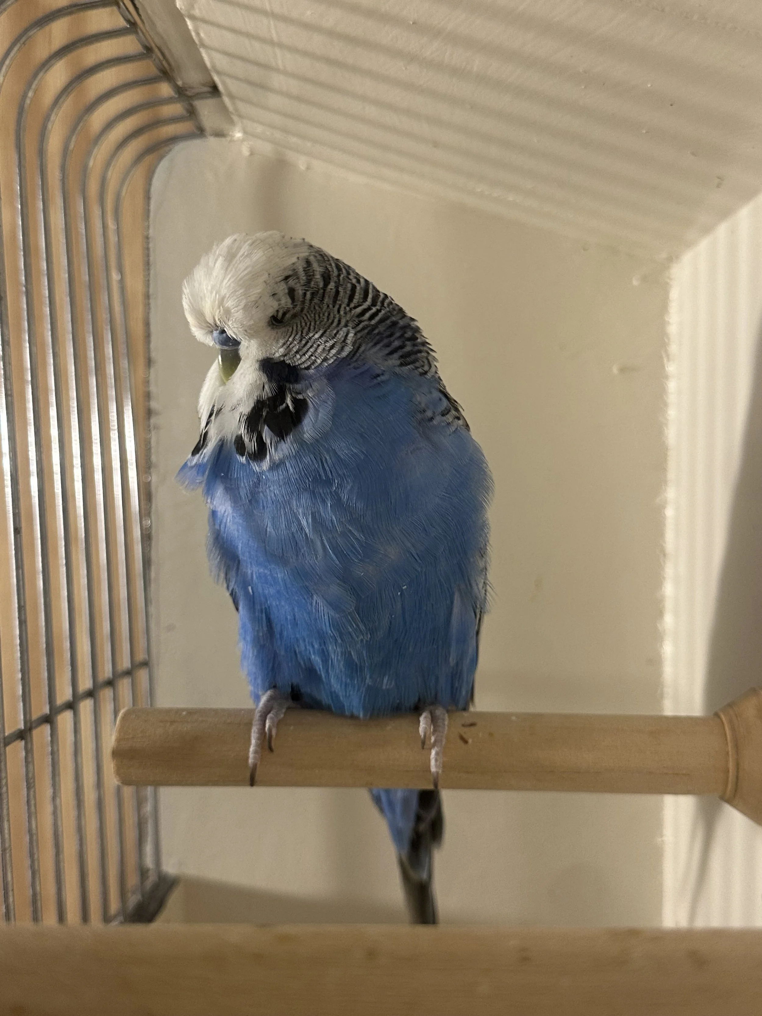 Budgie 2.jpeg