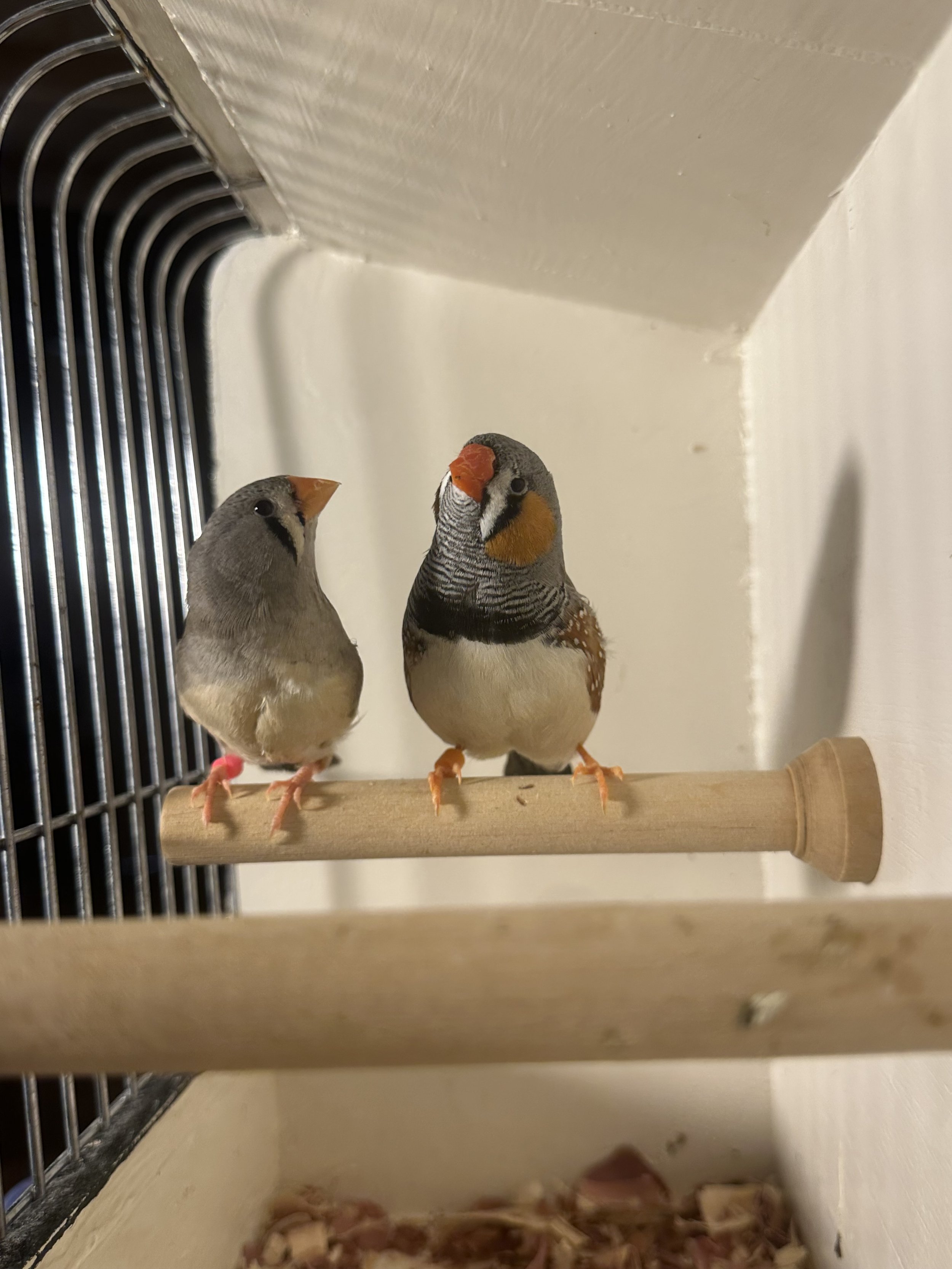 Eurapeon z finch.jpeg