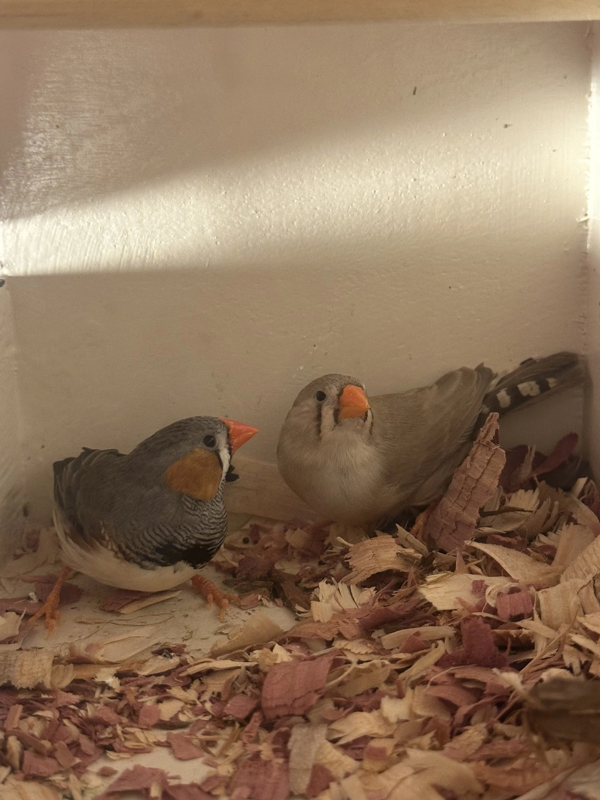 Eurapean zebra finch pair.jpeg
