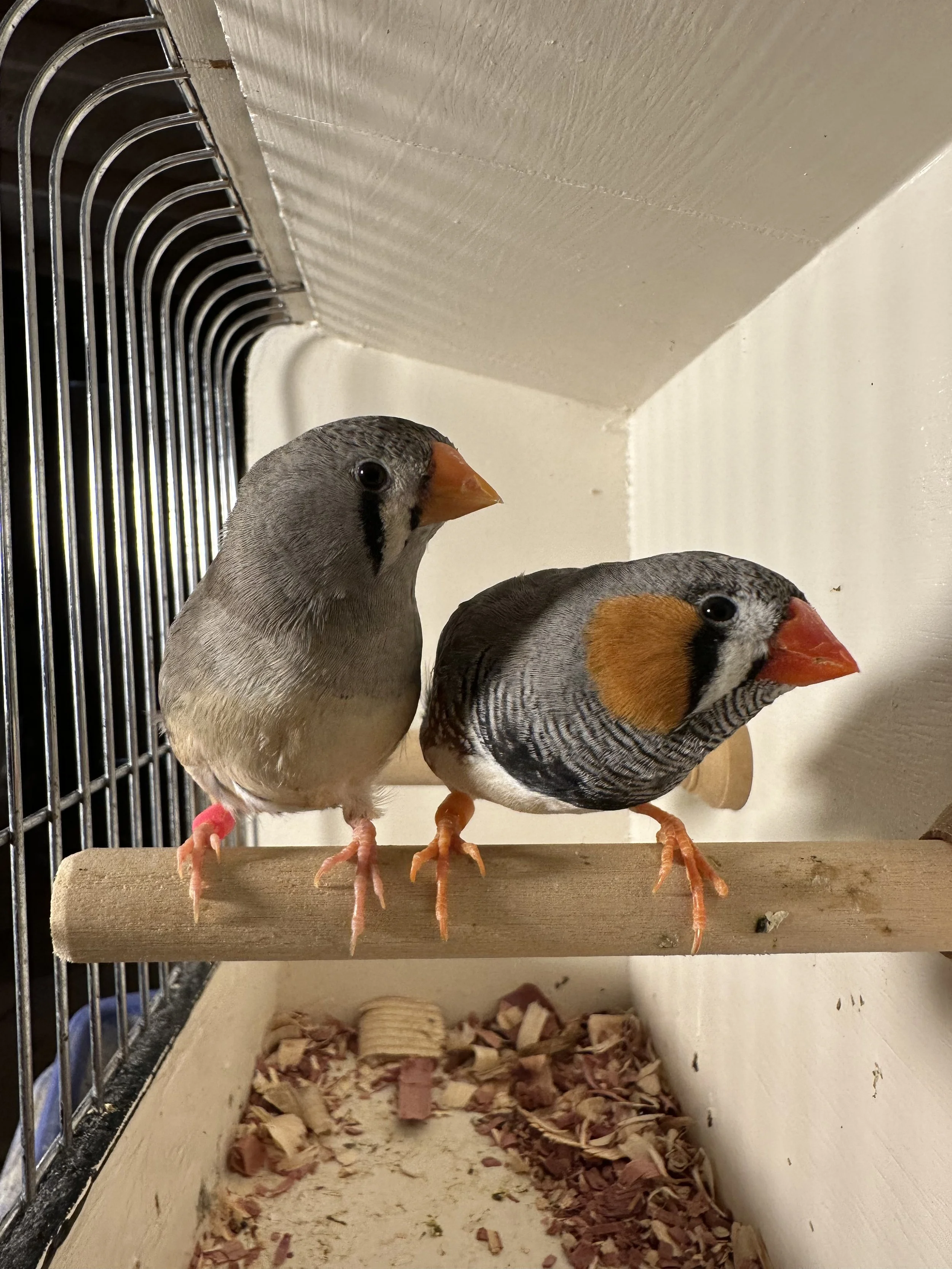 eurapen z finch.jpeg