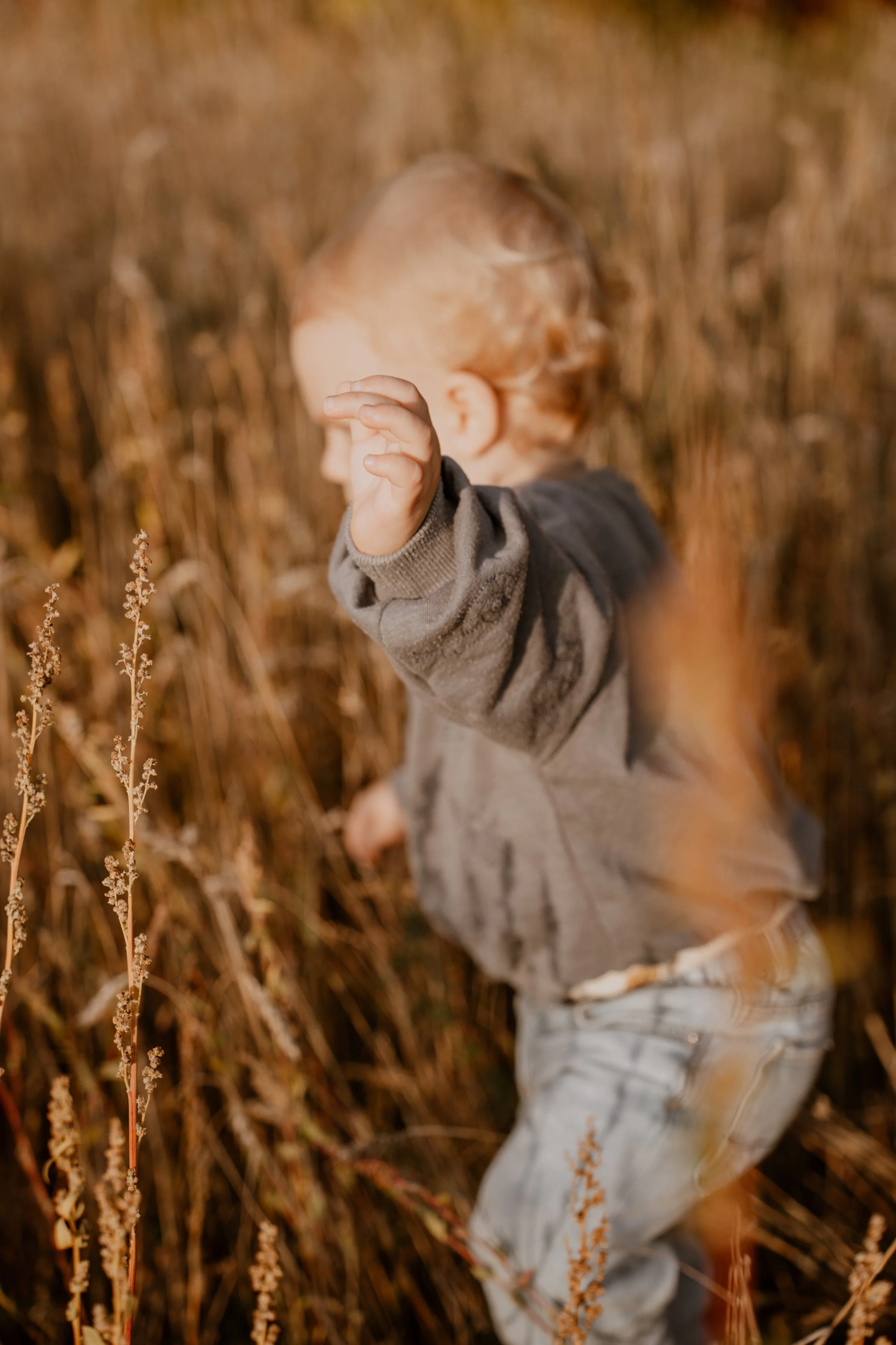 Kind geht durch ein Feld im Sonnenuntergang - authentische Familienfotografie in Hannover