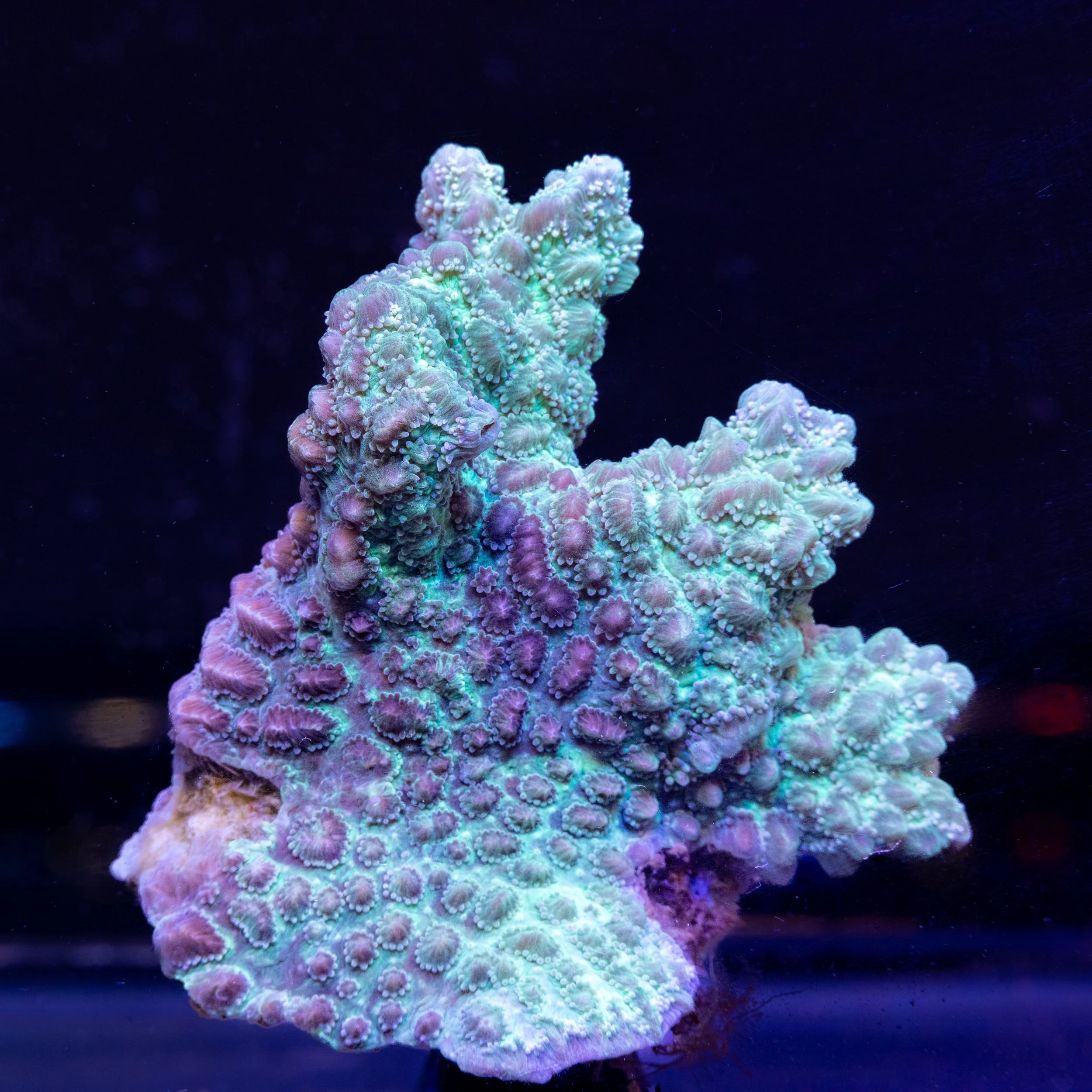 Coral sample from the Forever Reef collection