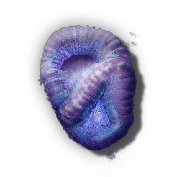 Coral sample from the Forever Reef collection