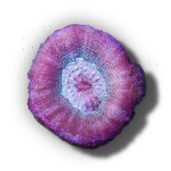 Living coral in the Forever Reef biobank