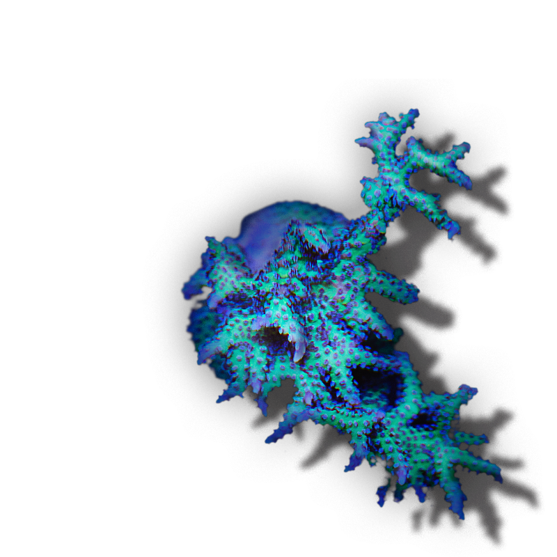 Iridescent blue coral