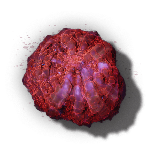 Colourful coral with purple and orange hues on a black background.