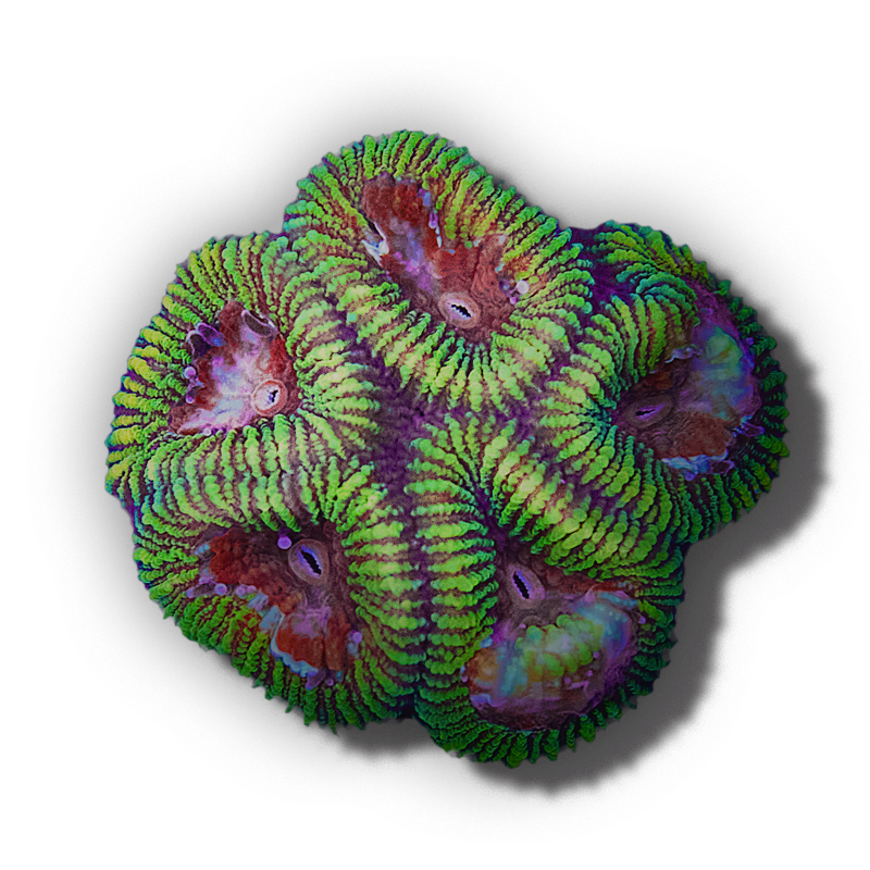 Forever Reef coral collection