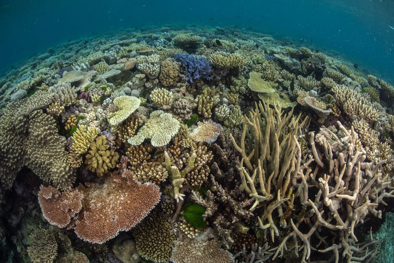Legacy site healthy coral.webp