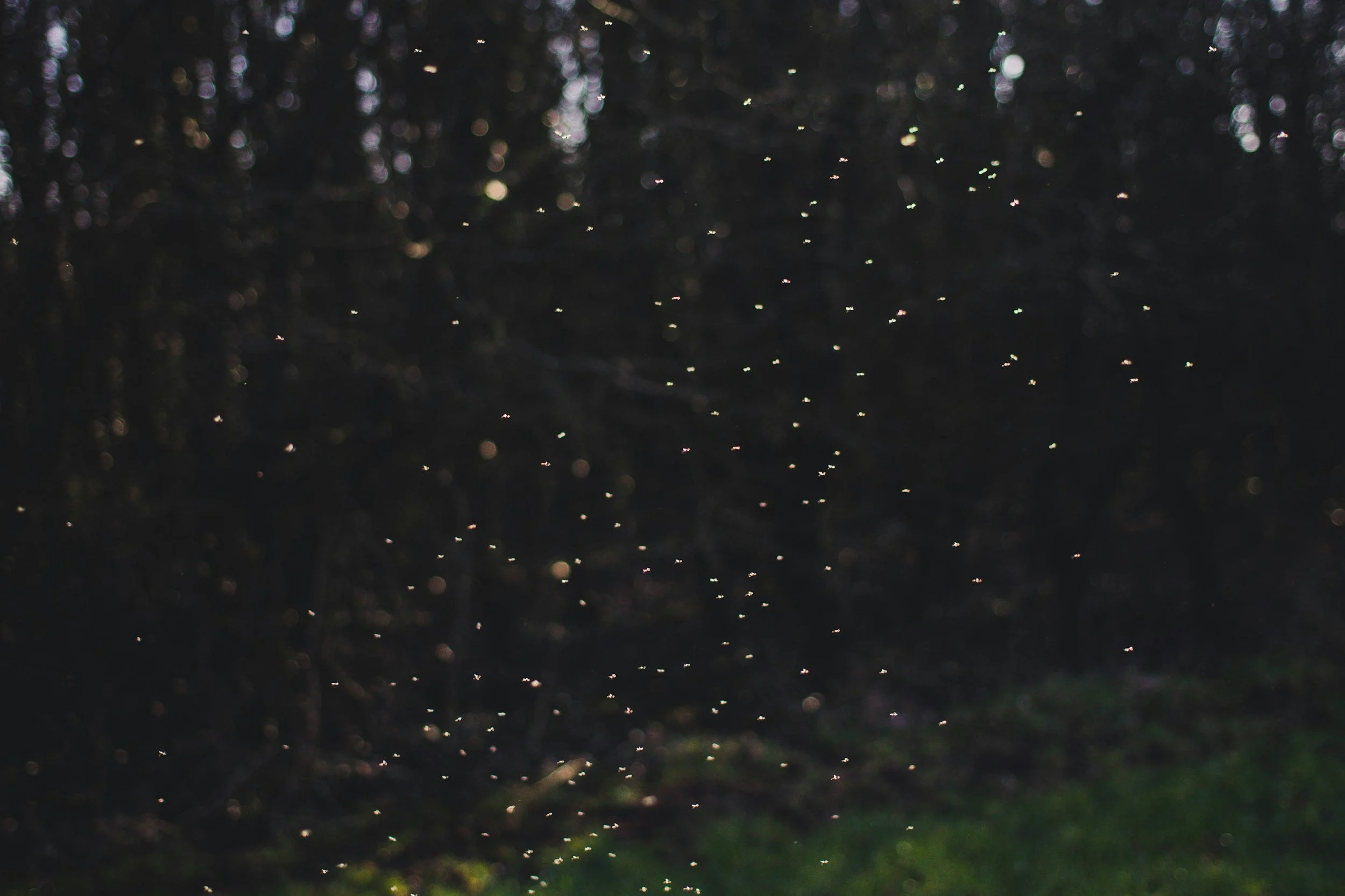 Firefly Viewing Party