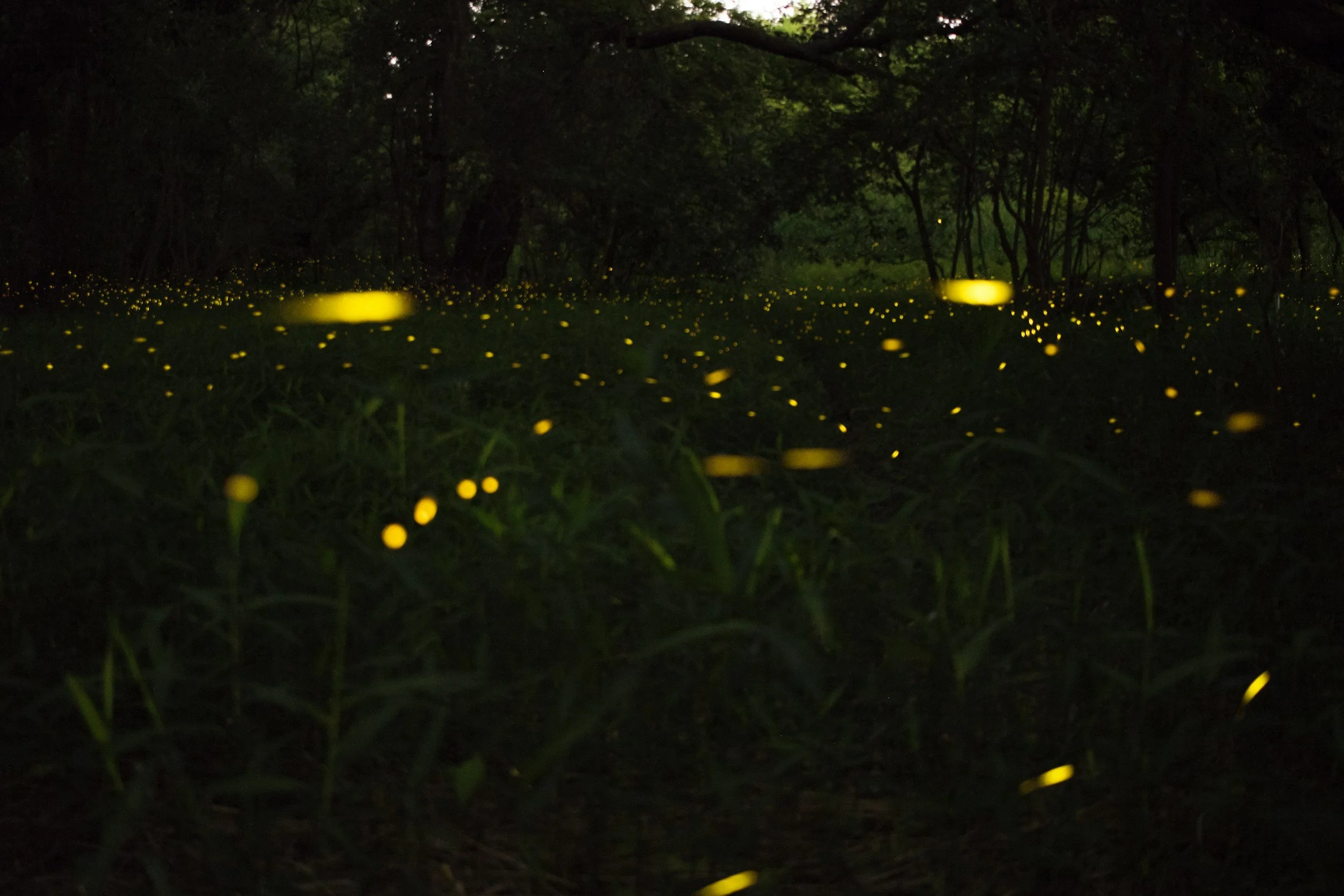 Firefly Viewing Party
