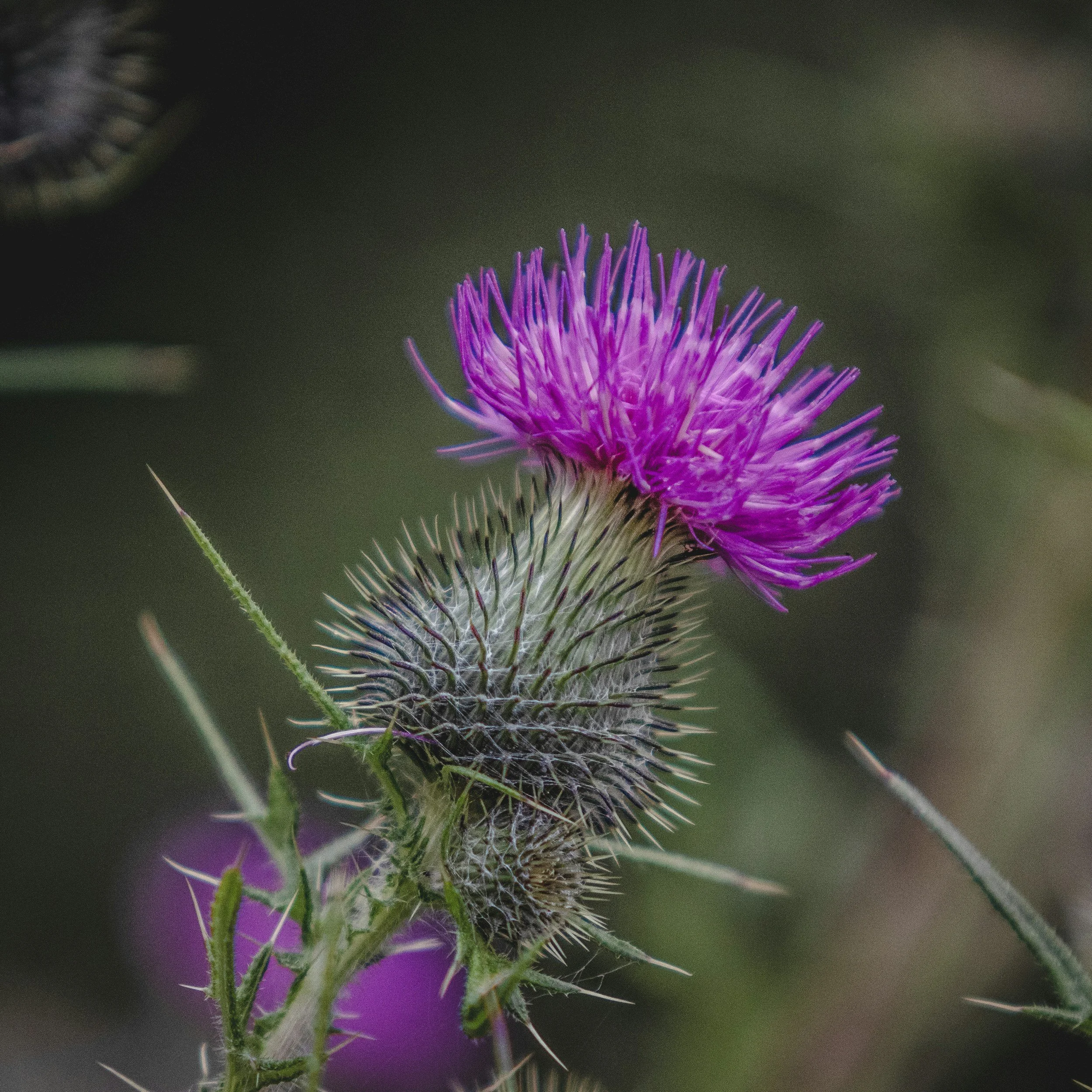 Close-up of a purple thistle flower with spiky green leaves and stems, blurred background.