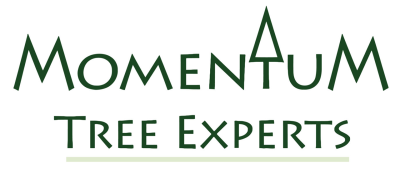 Logo for Momentum Tree Experts with stylized text and a tree icon.